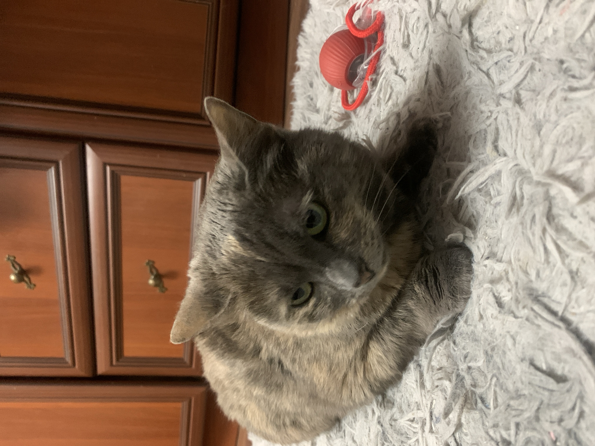 A tortoiseshell cat is lying on a grey fluffy rug. The cat has green eyes and grey, tan, and black fur. To the right of the cat, there is a red cat toy with strings. Behind the cat is a wooden dresser with multiple drawers. The scene appears to be indoors. The location is identified as Klin, Russia.