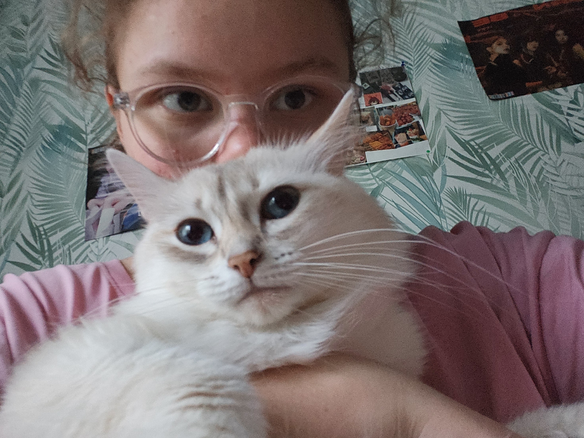 A close-up photograph shows a person holding a white cat. The person wears clear-framed glasses and a pink shirt. The cat has blue eyes and a light tan nose. The background consists of a light green wallpaper with a leaf pattern and two pictures pinned to the wall. The location is unknown.