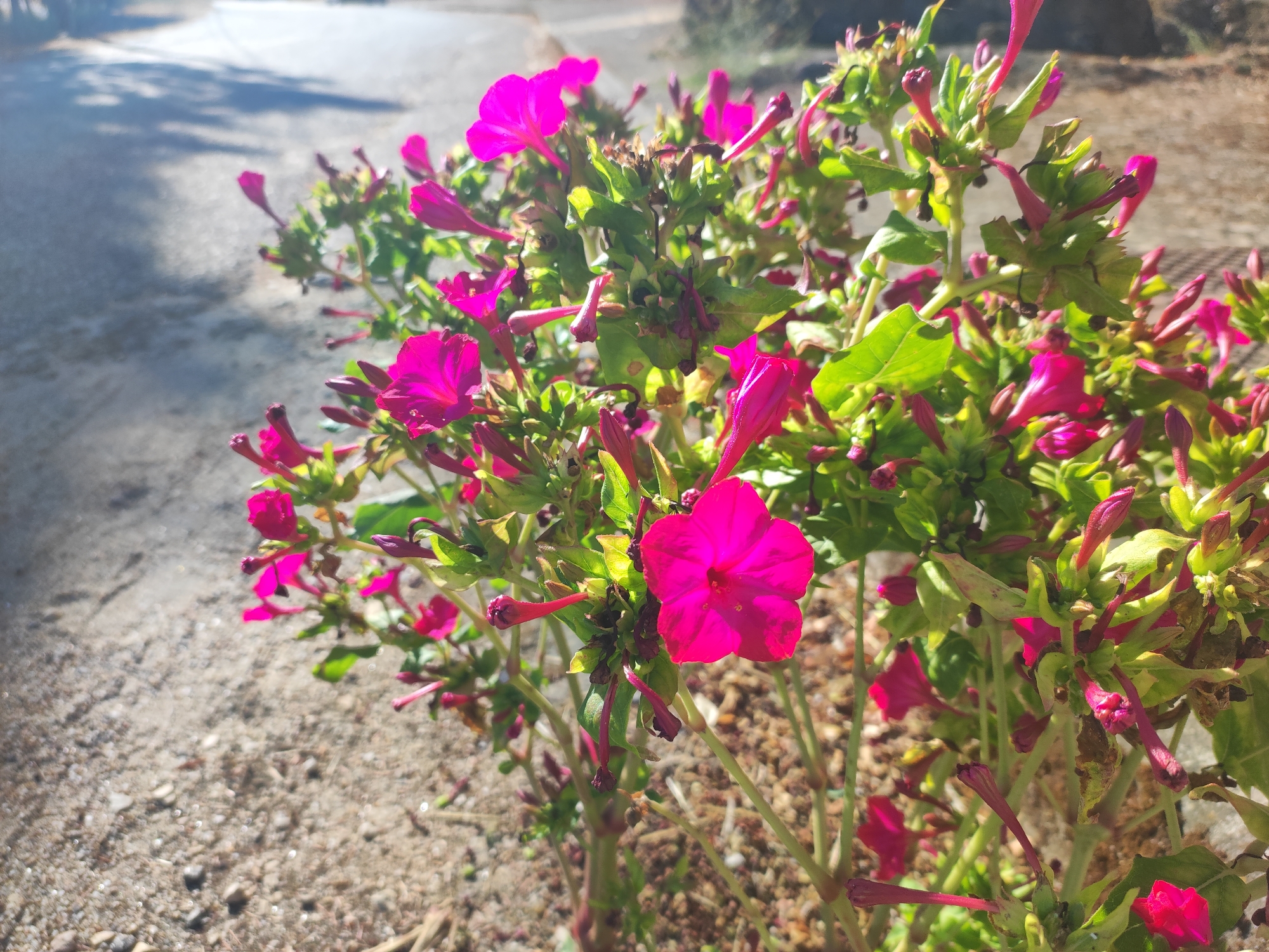 A close-up, eye-level, outdoor shot features a flowering plant with bright magenta blossoms and green leaves. The plant is positioned on the right side of the frame, with some of its branches extending towards the center. A path, likely asphalt, occupies the left and upper portions of the image, showing dappled sunlight and shadows cast by unseen foliage. The ground beneath the plant is covered in gravel and dirt. The scene is set in the town of Sobradillo, Spain.
