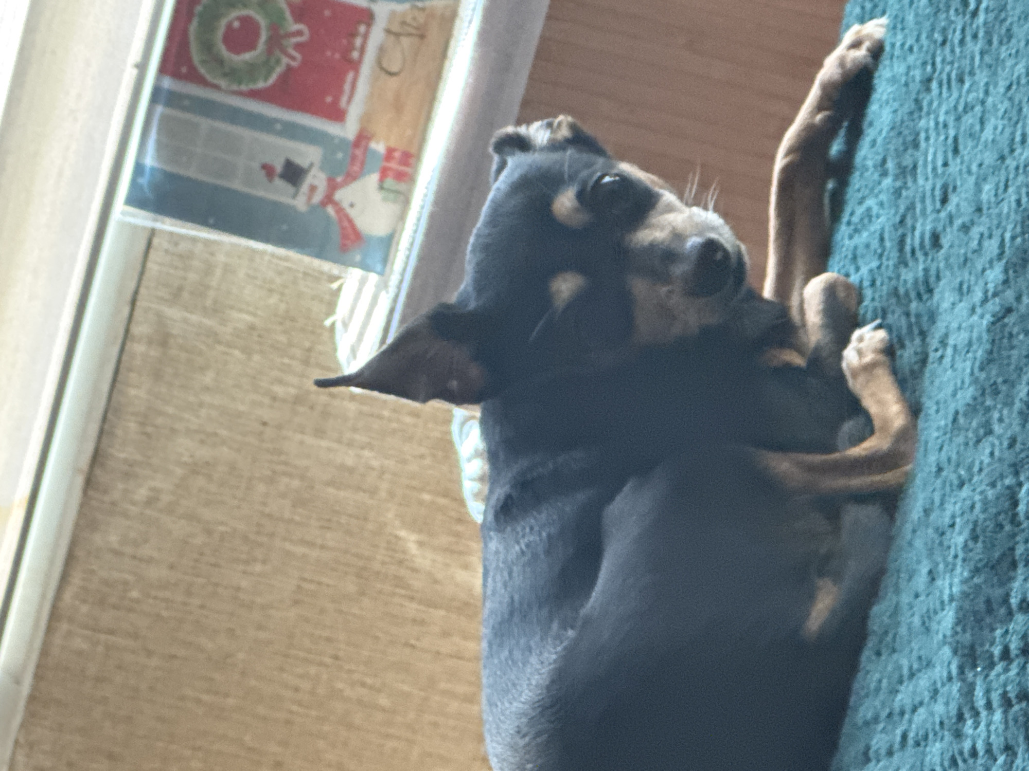 A small black and tan dog is lying on a textured teal surface. The dog is mostly black with tan markings on its face, chest, and legs. Its ears are pointed upwards, and its eyes are looking towards the camera. In the background, a textured light brown wall is visible, and a window with a white frame is present. On the windowsill, there is a festive decoration featuring snowmen and a wreath, suggesting a holiday theme. The image appears to be taken indoors. The scene does not provide any information about the city of Sofia, Bulgaria.