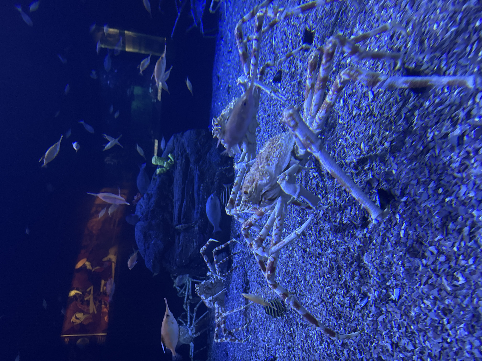 In an aquarium tank with a blue-lit, gravelly seabed, three Japanese spider crabs are visible. The closest crab, with long, spindly legs marked with orange and white, is in the foreground and to the right. Another Japanese spider crab, smaller and further back, is visible slightly to the left of center. A third, even more distant crab is partially obscured by the middle crab. Several fish, including a long-snouted fish with a pale body and orange fins, swim in the background. A large, dark rock structure sits behind the middle crab, and on the far left of the background, a mural depicting figures in traditional dress is visible. The environment is underwater. The image was taken in Valencia, Spain, likely at the Oceanogràfic aquarium.