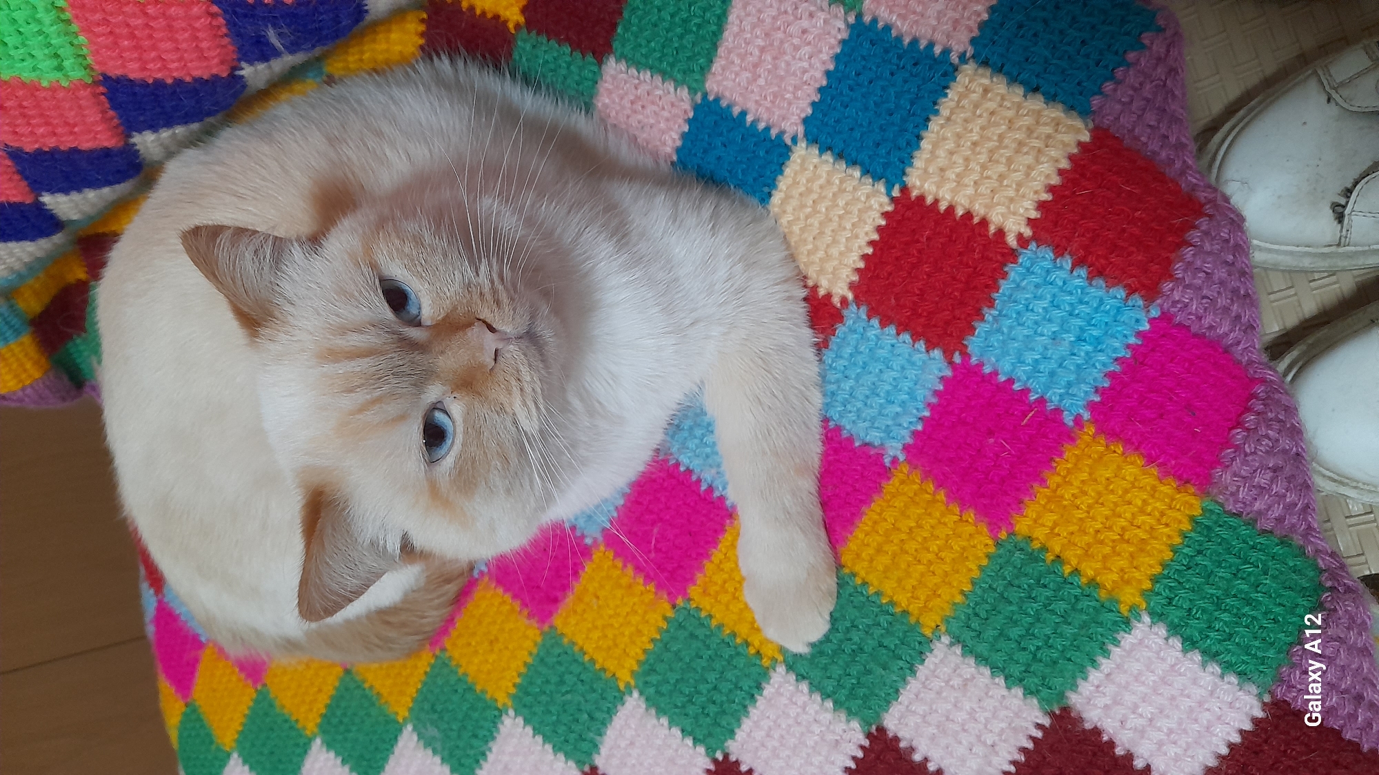 The image captures a light-colored cat with striking blue eyes, resting on a vibrantly colored, checkered knitted blanket. The cat's fur is predominantly cream or pale beige, with subtle darker markings on its ears and nose, consistent with a point coloration breed. It is lying curled up on the blanket, looking directly upwards at the camera with a calm and curious expression.
The blanket features a distinctive pattern of small, square blocks in an array of bright colors, including red, dark blue, light blue, pink, green, yellow, and off-white. The visible texture indicates it is a hand-knitted or crocheted item.
In the upper right corner of the main image, part of a pair of white shoes, possibly sneakers or canvas shoes, can be seen, indicating an indoor setting. A wooden floor is partially visible in the bottom left. The overall scene suggests a relaxed moment in a cozy home environment during the daytime. The photograph was taken in Марковский, Russia. The text "Galaxy A12" is visible vertically along the right side of the image, indicating the device used to capture the photo.