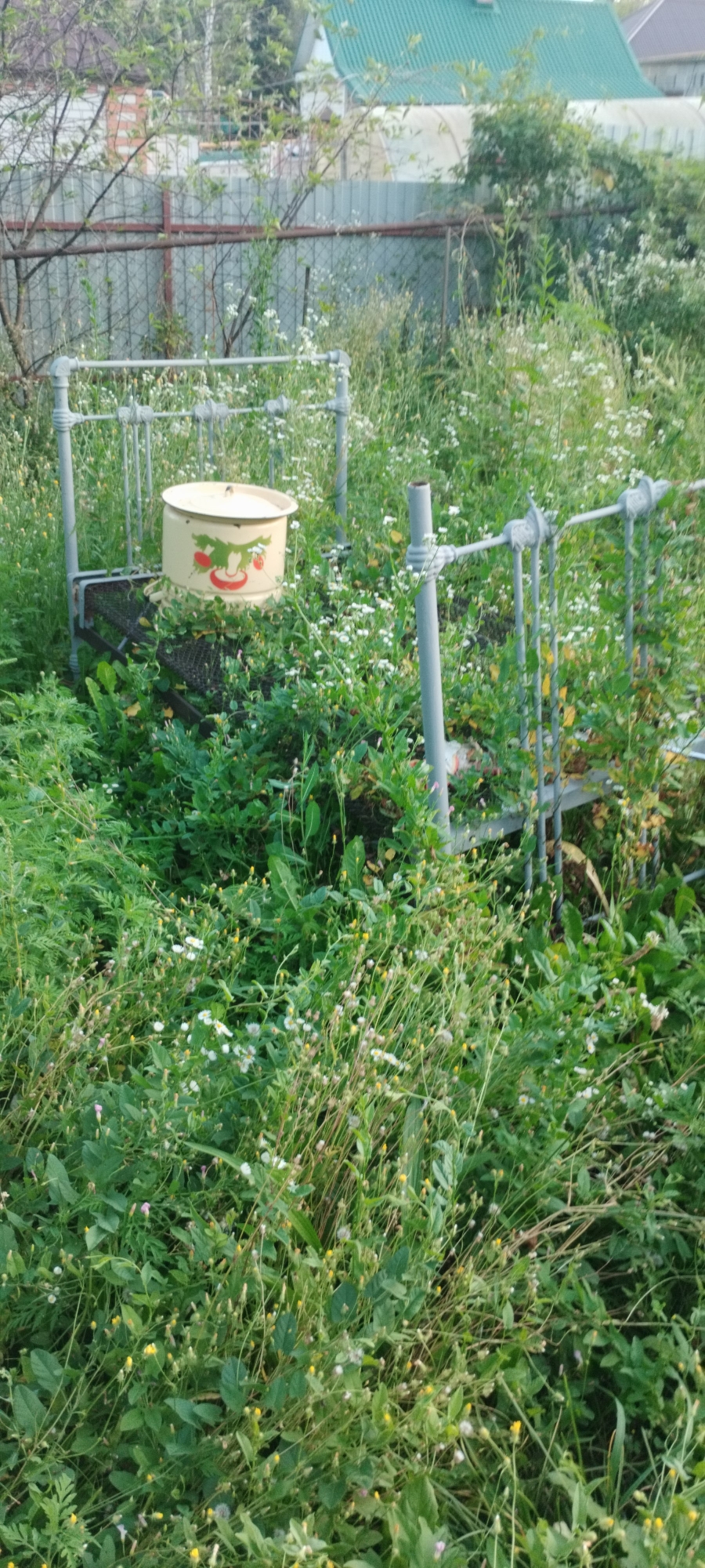 The image depicts an overgrown backyard in Yaroslavskaya, Russia, characterized by lush green vegetation and wild flowers encroaching upon discarded objects. In the foreground, a rusted metal bed frame lies amidst the dense foliage. A cream-colored metal tub, adorned with a strawberry motif, rests on the bed frame, its lid slightly ajar. Beyond the bed, another section of a similar metal frame is visible. A chain-link fence with a rusted crossbar separates this area from a background featuring houses with green roofs and a greenhouse. The scene suggests neglect and the passage of time, with nature reclaiming the man-made structures.