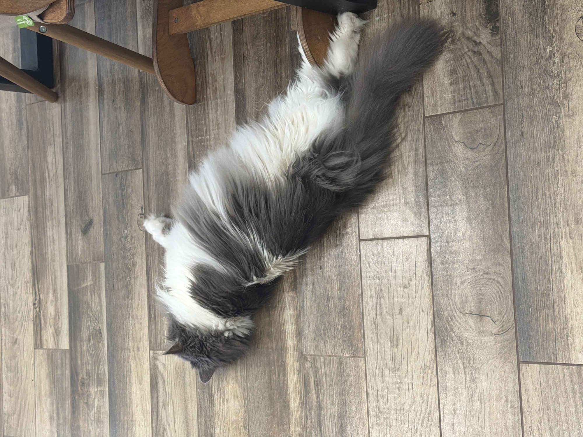 A long-haired, gray and white cat lies on a wood-patterned floor. The cat is positioned beneath a light-colored wooden chair, partially under one of the chair legs. The setting appears to be indoors. The location is not discernable from this image.