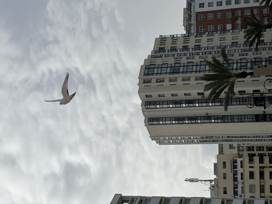 The image presents an urban landscape in Tanger, Morocco, under a uniformly cloudy sky. A white pigeon is captured in the upper right quadrant, mid-flight with its wings extended upward and slightly backward, its head facing left and darker markings visible on its underside. Below, the scene is dominated by multiple multi-story buildings. A prominent, modern, light-beige building with extensive dark-tinted vertical window strips and balconies occupies the center. To its left, a partial view of another lighter-colored multi-story building is visible, topped with a cellular antenna array. In the background on the right, a third building features a facade with alternating reddish-brown and white sections. The lower right foreground includes the upper fronds of a palm tree and the ornate top of a black street lamp. No human figures are present.