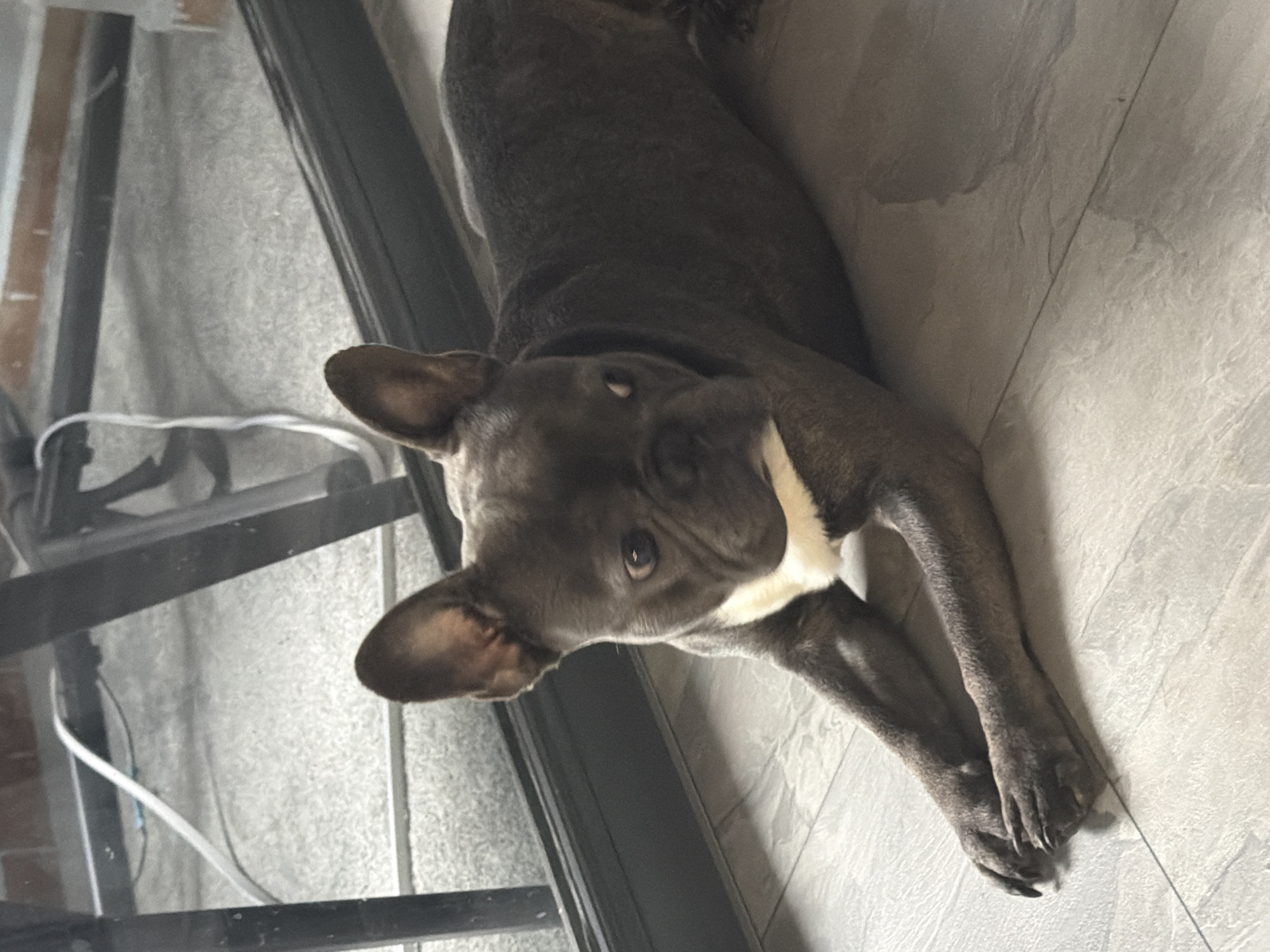The image features a French Bulldog lying on a tiled floor, possibly indoors near a window or door. The dog is dark gray with a white chest marking. Its head is turned towards the camera, and its eyes are open, giving it a curious or alert expression. The dog's front paws are extended forward, resting on the floor. The background shows a textured gray tiled floor and a dark frame, possibly from a window or doorway. Some white cables are visible in the background on the left, suggesting an indoor setting. The lighting appears natural, indicating it might be daytime. The scene is static, with the dog resting. There is no visible text in the image.