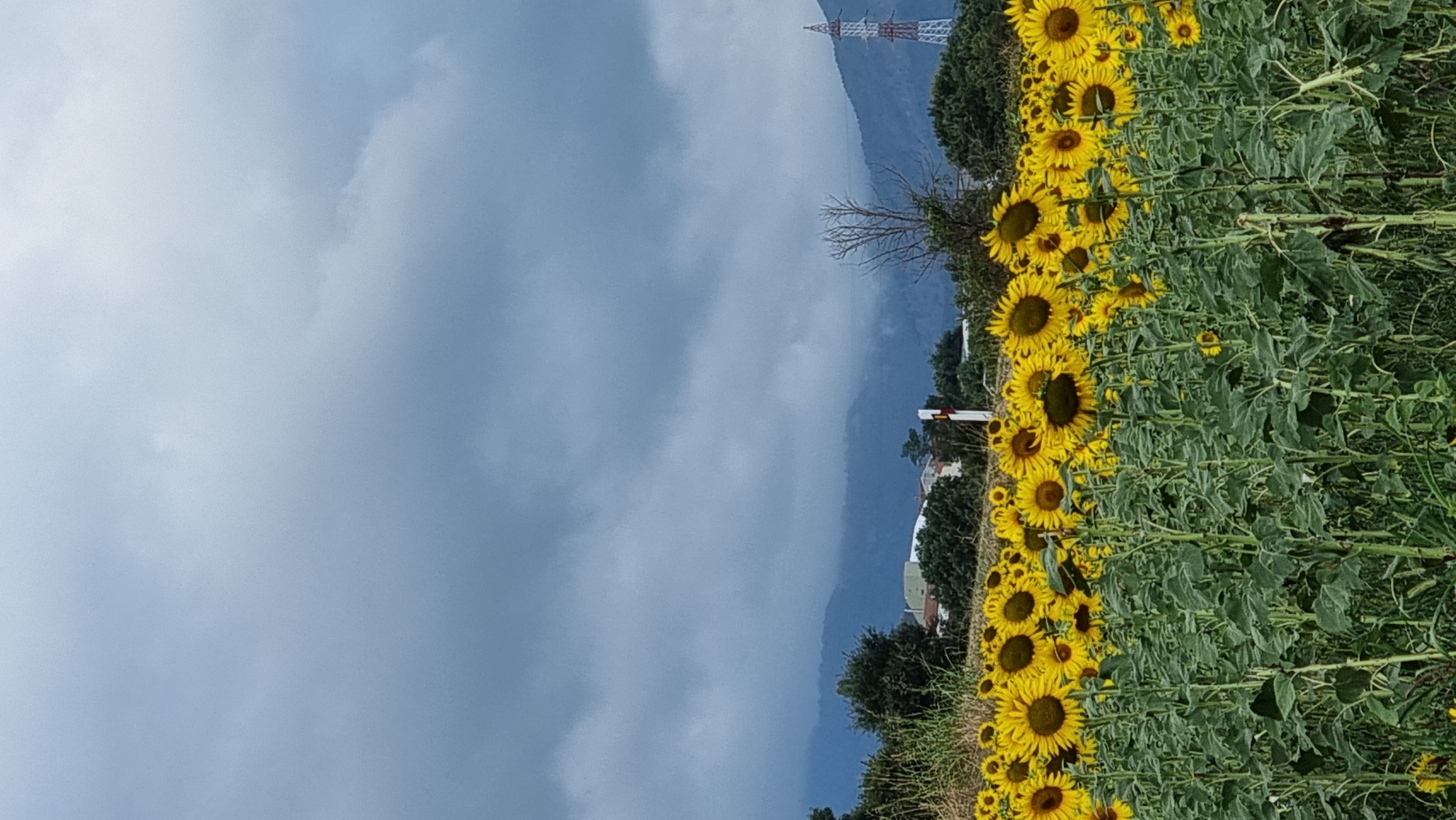 This is a vertical, medium-shot, eye-level, outdoor, full-color photograph taken in the city of Olot, Spain. The foreground is dominated by a field of blooming sunflowers, their yellow petals and dark centers clearly visible against the lush green stalks and leaves. The sunflowers extend from the bottom of the frame to approximately the middle. Beyond the sunflowers, a line of dark green trees separates the field from a cluster of buildings with red roofs. In the middle ground, rolling, mist-covered mountains are visible under a cloudy, overcast sky. The sky is filled with heavy, dark gray clouds, suggesting an impending storm. To the far right, a tall, red and white lattice electricity pylon stands against the backdrop of the mountains. The overall atmosphere is somber due to the weather, but the vibrant sunflowers add a touch of color and life to the scene. There are no people or animals visible in the image.