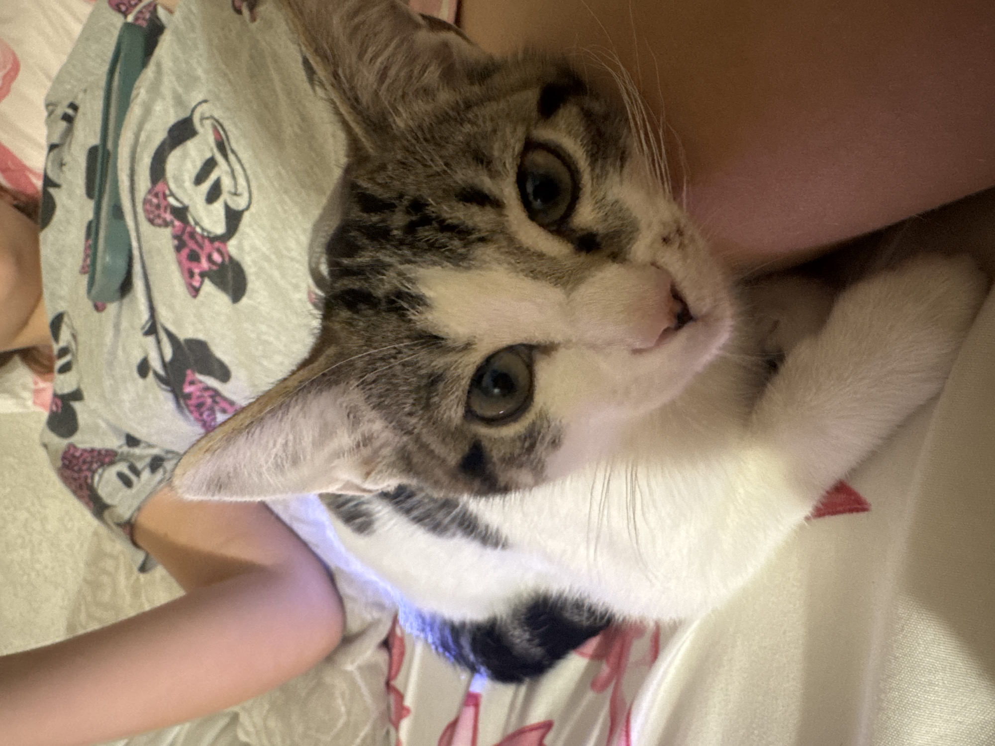 A young person, wearing a grey t-shirt with a Minnie Mouse print, is sitting on a bed covered with white and pink patterned bedding. Their arm is resting on the bed. A tabby and white kitten is nestled against the person's leg. The kitten has large ears, green eyes, and a white chest and paws. The background shows a wall or headboard. The scene appears to be indoors, likely in a bedroom.