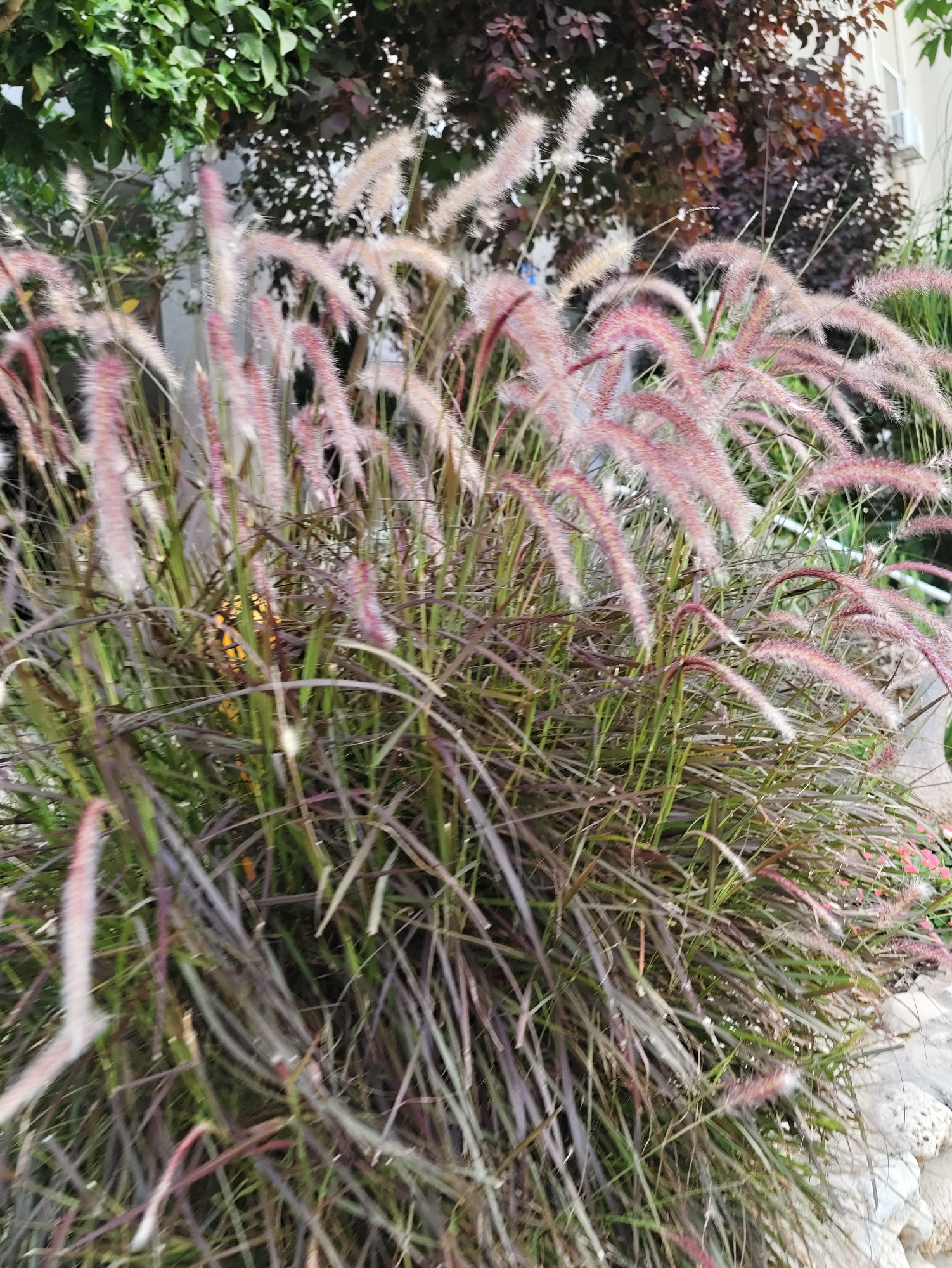 A close-up, low-angle, outdoor photograph captures a dense clump of ornamental grass, likely Pennisetum setaceum 'Rubrum' (Fountain Grass), featuring deep purple foliage and feathery, pinkish-red plumes. The grass is in the foreground, filling the majority of the frame, with its blades and plumes appearing slightly blurred due to motion or a shallow depth of field. Behind the grass, out of focus, are lush green leaves and dark red foliage of other plants, possibly part of a garden or landscaping. The background also shows a hint of a light-colored building wall and a small white air conditioning unit. The lighting suggests it is daytime, with soft light filtering through the leaves, creating subtle shadows. The ground beneath the grass is not clearly visible, but hints of light-colored stones and a small splash of pink flowers are present on the right side. The overall impression is of a naturalistic garden setting within an urban environment. The image was likely taken in Tel-Aviv, Israel, given the context provided. There are no people or animals visible in the frame.