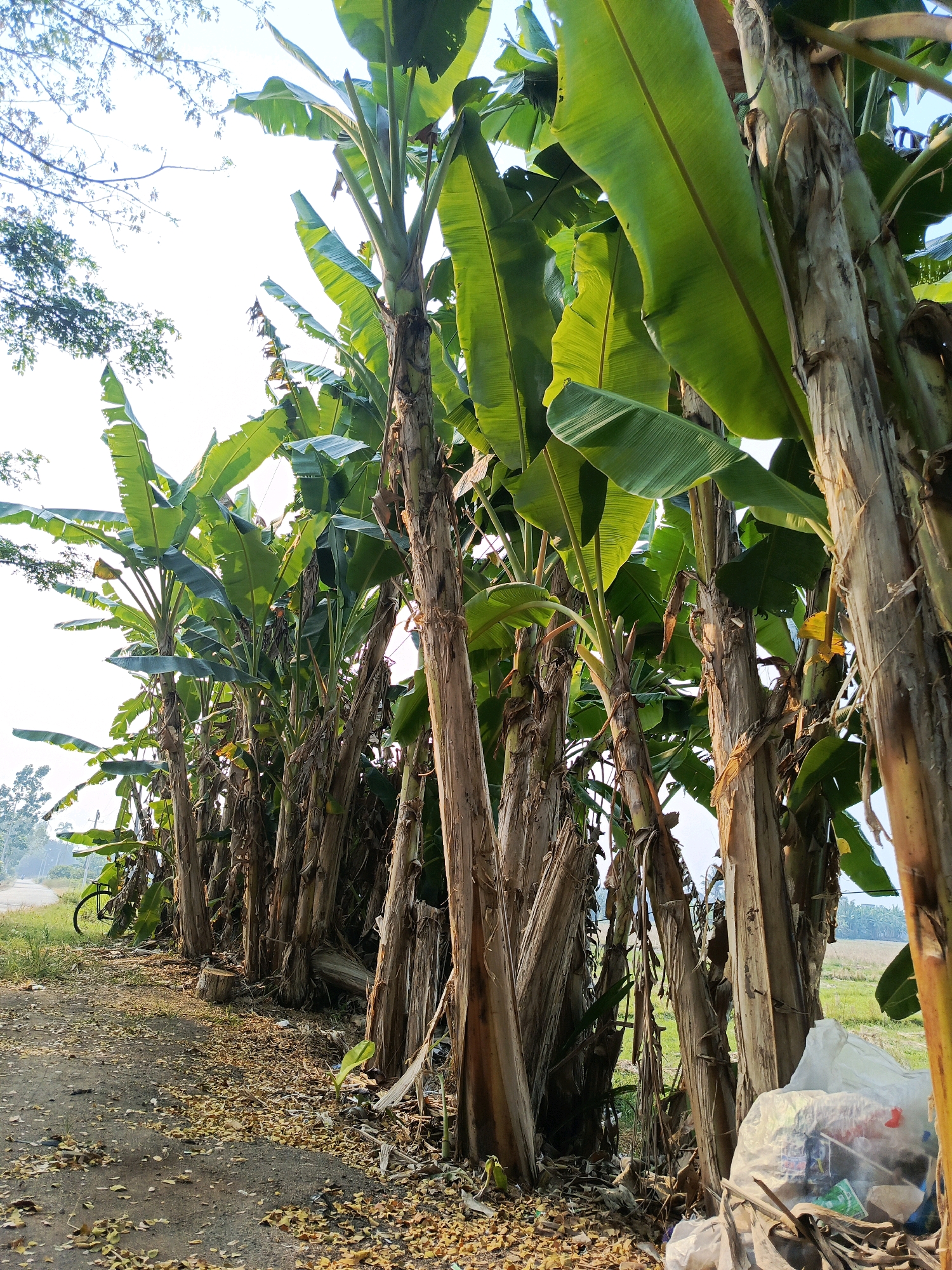 A row of banana trees lines a dirt path. The trees are tall and lush with large green leaves. The path is covered with fallen leaves and debris. In the background, a field of crops is visible under a hazy sky. A bicycle is parked on the side of the path. A pile of plastic bags filled with trash is situated at the base of the banana trees.