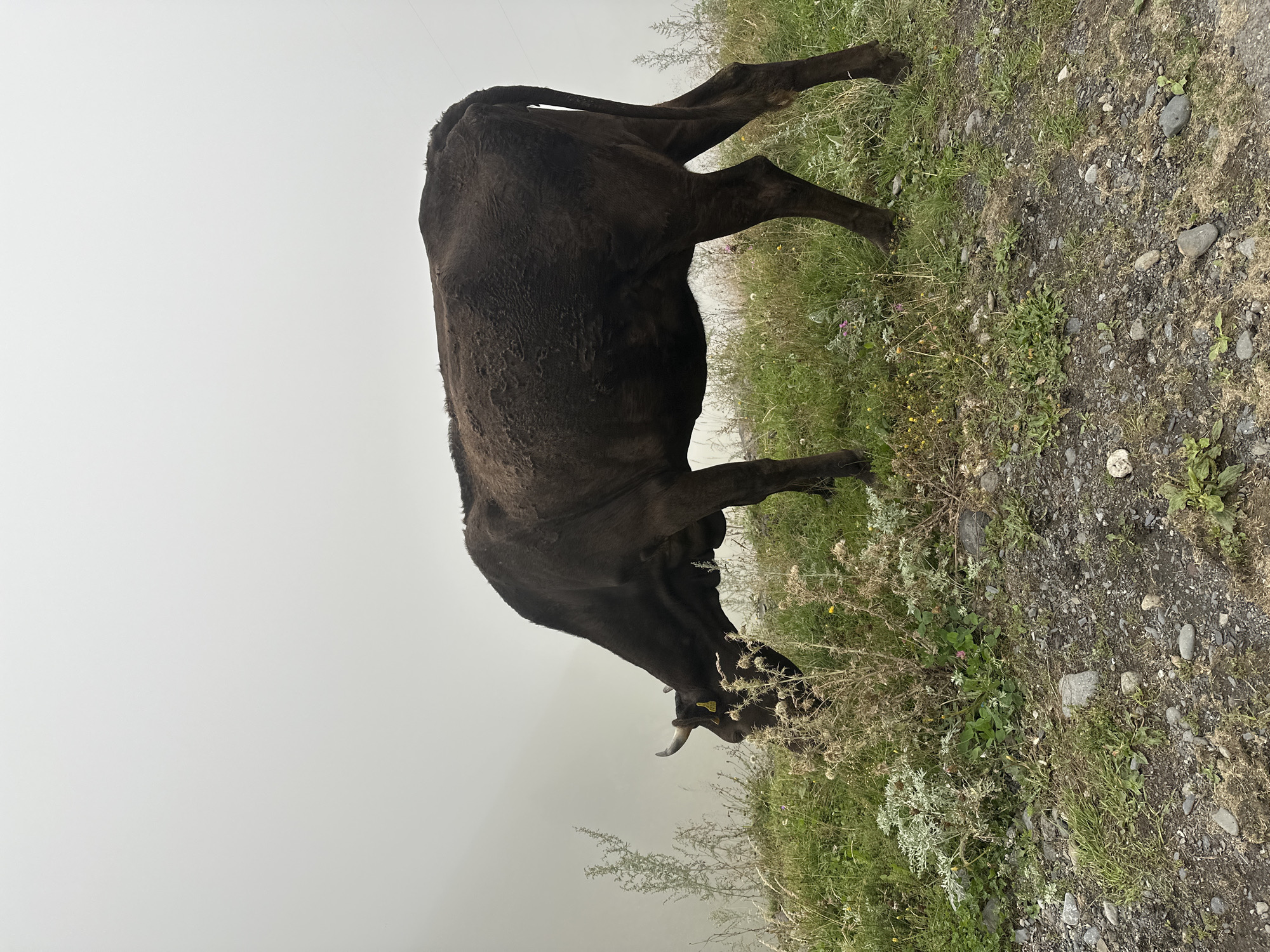 A dark-colored cow with a yellow tag on its ear is grazing on a grassy hillside. The cow is positioned on the right side of the frame, facing left and bending its head to eat. The environment is hazy and overcast, suggesting a misty or foggy condition. The ground is covered with green grass, rocks, and some dry vegetation. The background is obscured by the mist, but appears to be a natural landscape, potentially mountainous, consistent with the region of Stepantsminda, Georgia.