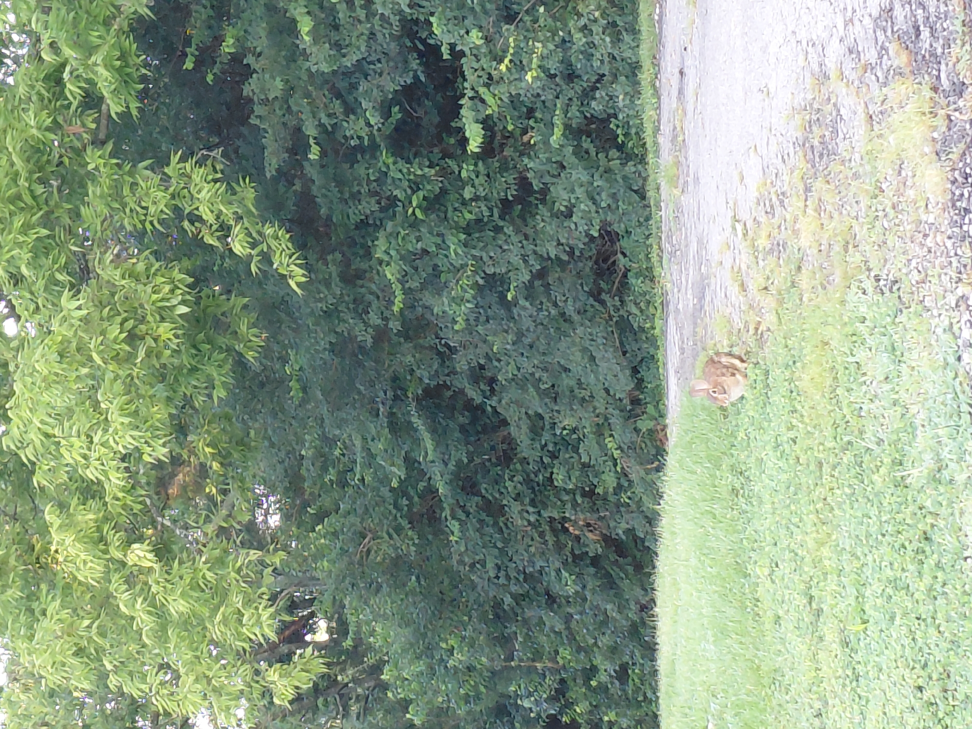 The image depicts a rabbit in a grassy area next to a paved path. The rabbit is facing towards the right of the frame and is light brown in color. The background consists of dense green foliage, likely bushes and trees. The lighting suggests it is daytime. There is no identifiable location within the city of Richmond, United States in this image.