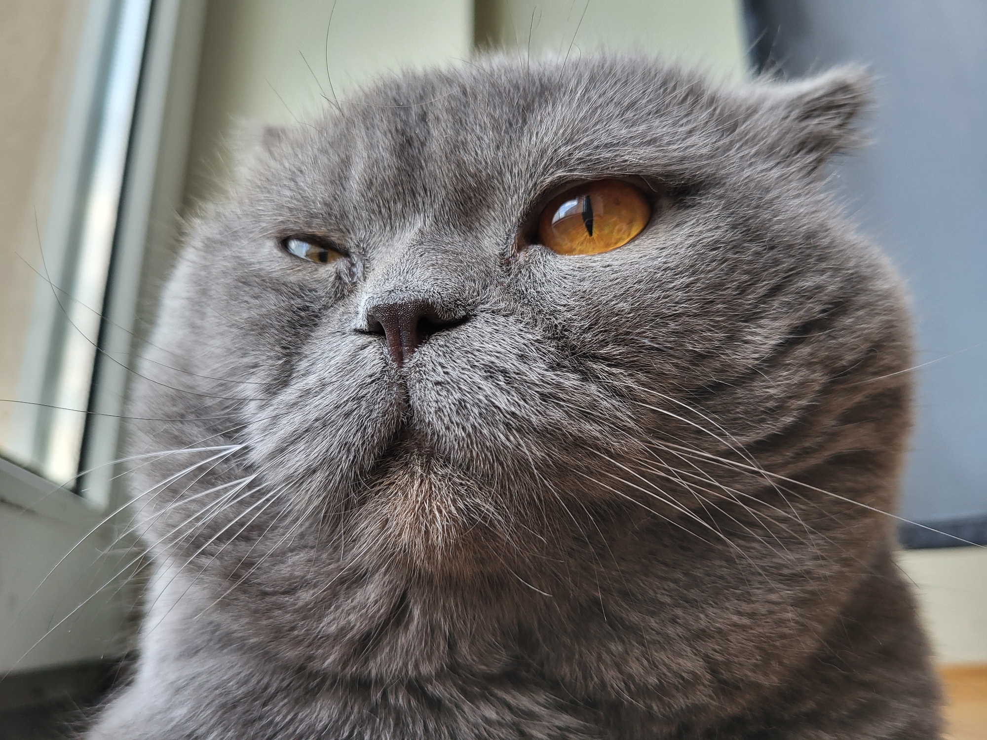 A close-up, headshot perspective captures a domestic feline, specifically a grey-furred cat exhibiting characteristics consistent with a Scottish Fold breed, featuring subtly folded ears. The cat's left eye (viewer's left) is partially closed or squinted, while the right eye is open, displaying a prominent amber-orange iris with a vertical, slit pupil. Reflections are visible within the right eye. The nose is dark and textured. Multiple white and grey vibrissae (whiskers) extend from the muzzle. The cat's fur appears dense and finely textured across its face and visible upper body. The background is out of focus, depicting a vertical light-colored structure, likely a window frame, on the left side, with ambient light beyond it. The right side of the background shows a blurred, darker grey or bluish surface. The scene is located indoors, near a window, in the city of Unknown, Unknown.