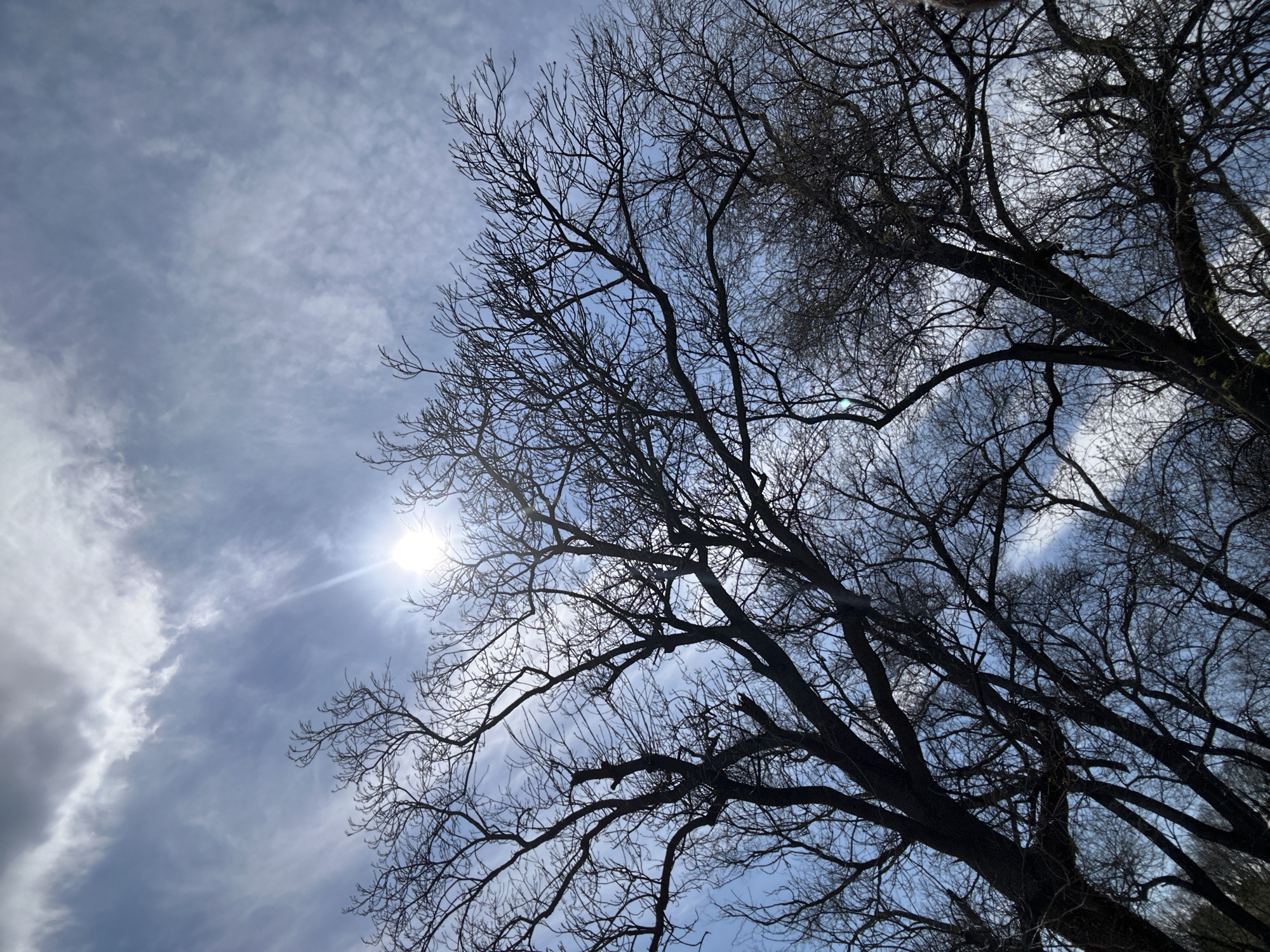 The image presents an upward view of a bright sky partially obscured by a dense network of silhouetted, bare tree branches. The scene is dominated by a clear blue sky interspersed with wispy, white, and light grey clouds.
The most prominent feature is the sun, positioned towards the upper left quadrant of the frame, emitting a strong, bright light that creates a distinct starburst effect and a slight lens flare. This strong backlighting causes the intricate pattern of the tree branches to appear dark and almost black against the luminous sky, highlighting their complex structure.
The trees are deciduous and appear to be in a state of dormancy, likely late winter or early spring, as there are no leaves visible on the branches. The branches extend across the entire frame, creating a natural canopy. The perspective is from directly below the trees, looking up through their canopy towards the sky.
There is no discernible human activity or specific event taking place within the frame. The image captures a serene moment in nature. No text is visible in the media file. The location context for this scene is Varna, Bulgaria.