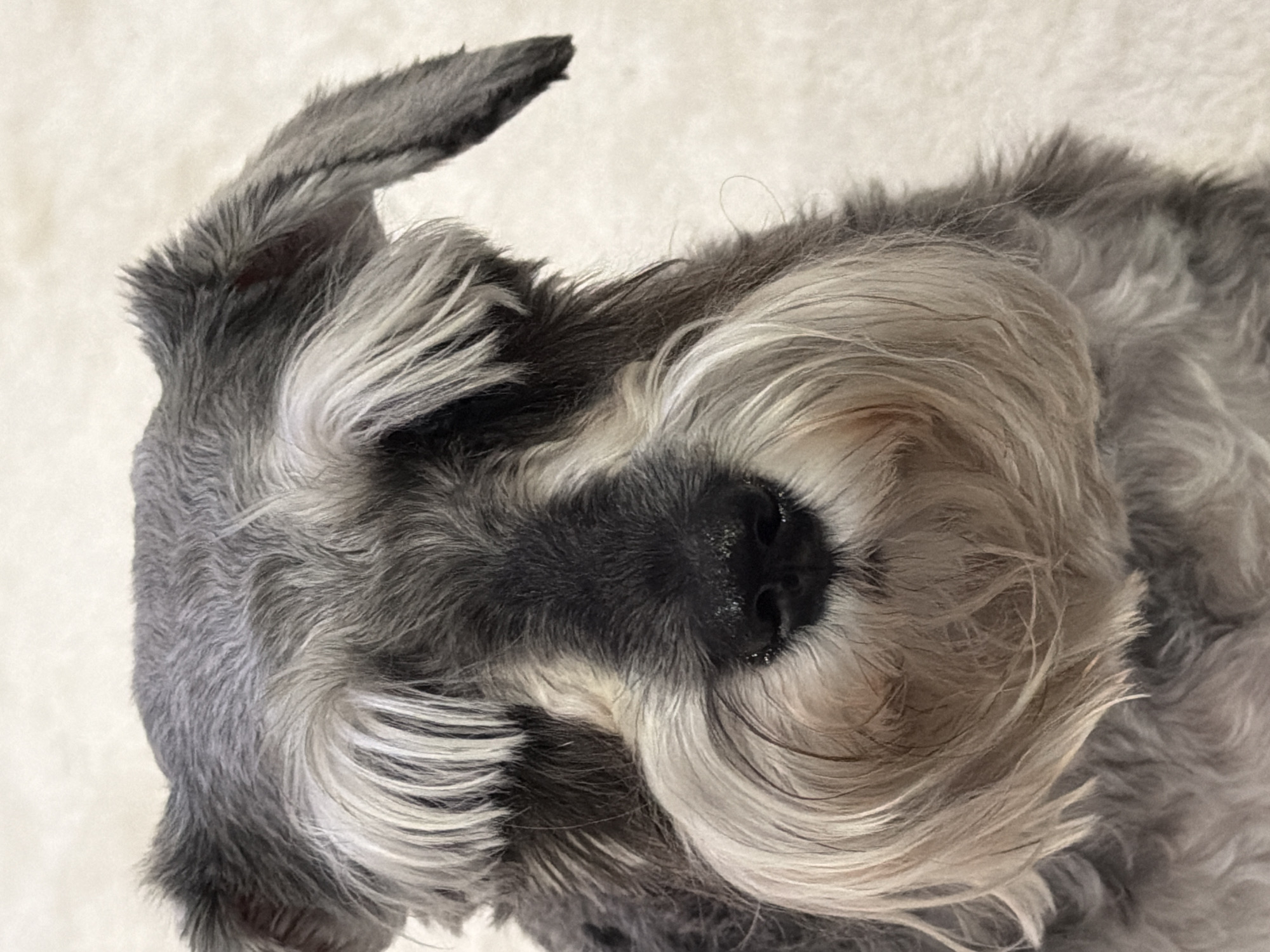 A close-up, tilted perspective shot of a gray schnauzer with dark black nose, surrounded by gray and white hair. There is no indication of the location being in Chaikovsky, Russia, or any city.