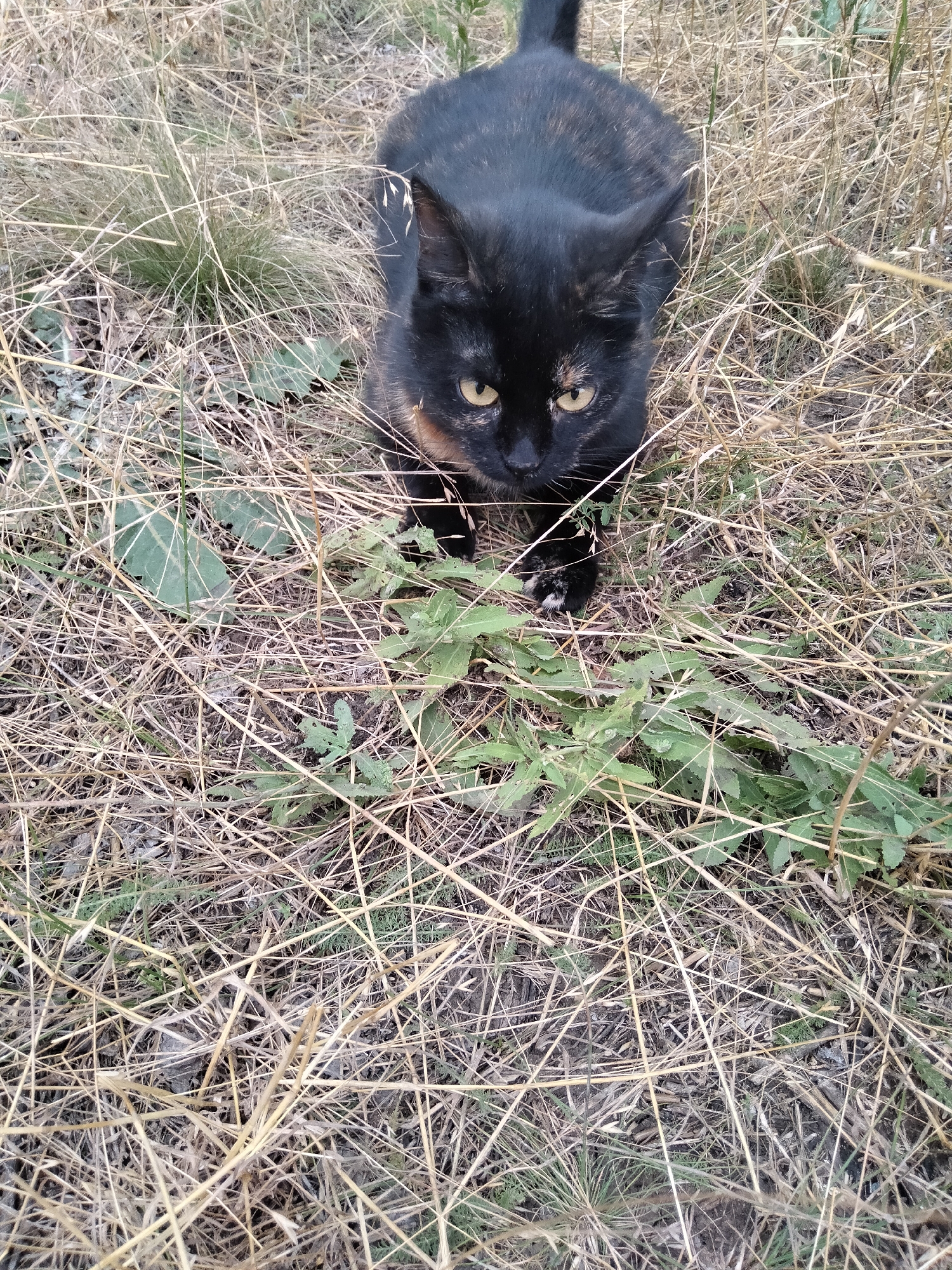 A tortoiseshell cat with bright yellow eyes is sitting on dry, yellow grass and some green plants. The cat is facing forward and appears to be looking directly at the camera. Its fur is a mix of black, brown, and orange. The background is out of focus, but the overall scene suggests an outdoor environment. The location is not specified in the image.