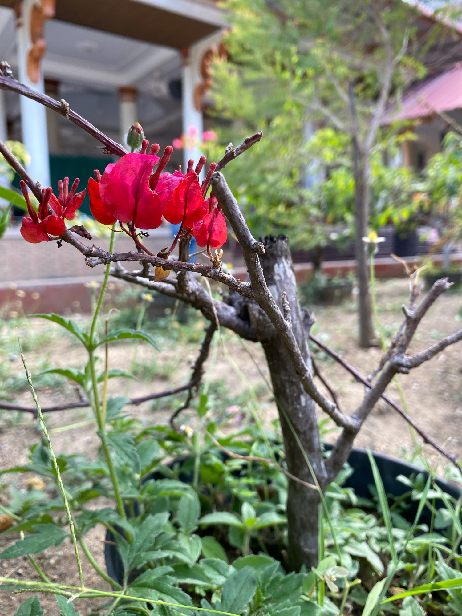 In the city of Cotkeutapang, Indonesia, a close-up shot captures a branch of a flowering plant with vibrant pink bracts. The plant, likely a Bougainvillea, is in focus, with its delicate, paper-like structures appearing almost translucent against the diffused background. The branch itself is woody and bare in places, hinting at the plant's growth cycle. Surrounding the flowering branch are lush green leaves and some sparse grass, all contained within a black pot, partially obscured by foliage. In the distance, a building with a cream-colored facade and a reddish roof is visible, along with the soft greens of trees and other vegetation, suggesting an outdoor setting, possibly a garden or a yard. The overall impression is one of natural beauty captured in a serene, outdoor environment.