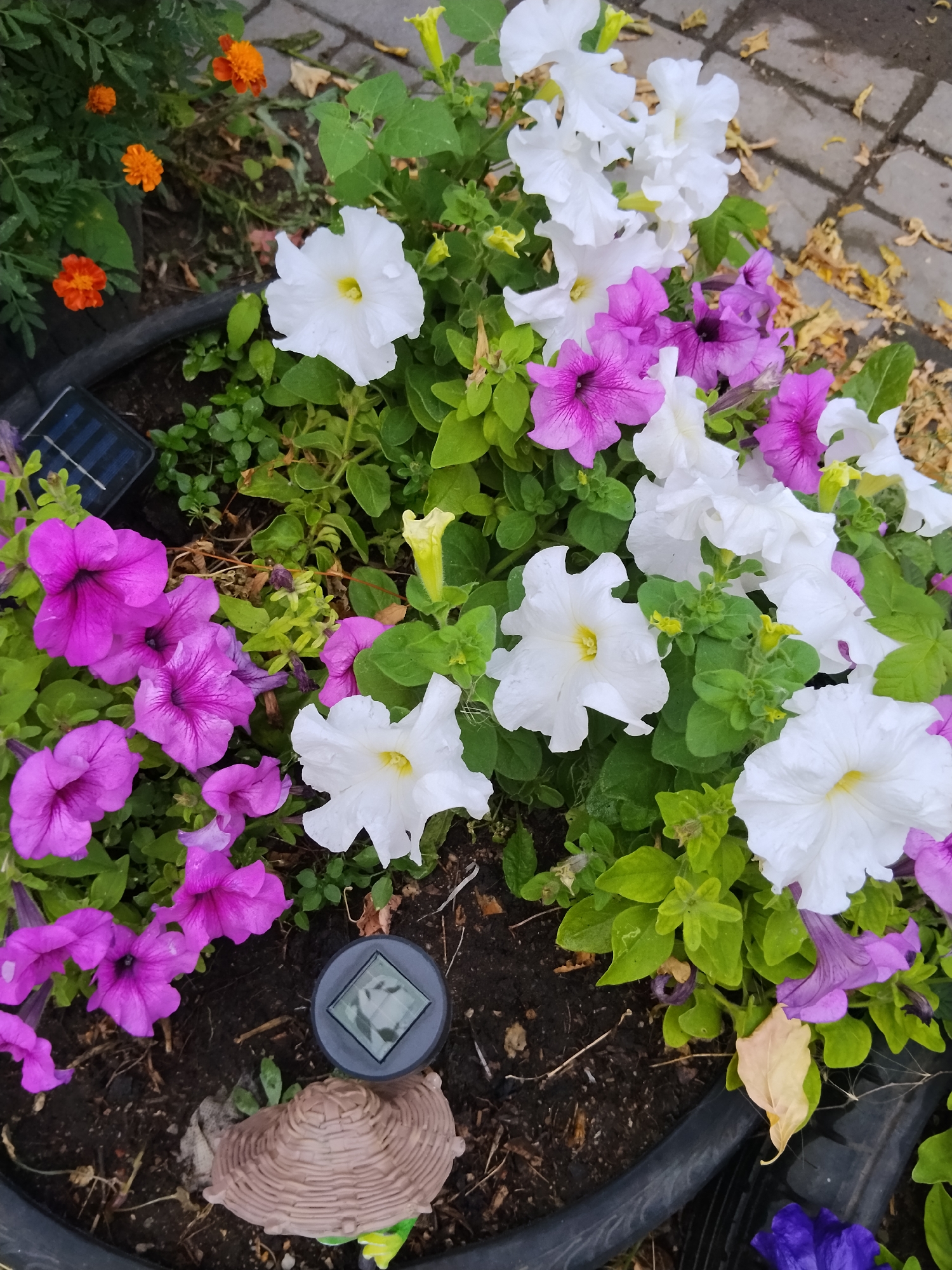 A close-up, high-angle shot captures a pot of blooming petunias in Kokshetau, Kazakhstan. The flowers are predominantly white and vibrant purple, with some smaller orange marigolds visible in the upper left corner. Green foliage surrounds the blossoms. A small solar-powered light sits in the soil near the flowers, and a decorative garden gnome in the shape of a brown hat is also present. The background shows a textured paving stone surface, suggesting an outdoor urban setting. The lighting is overcast, creating soft shadows.