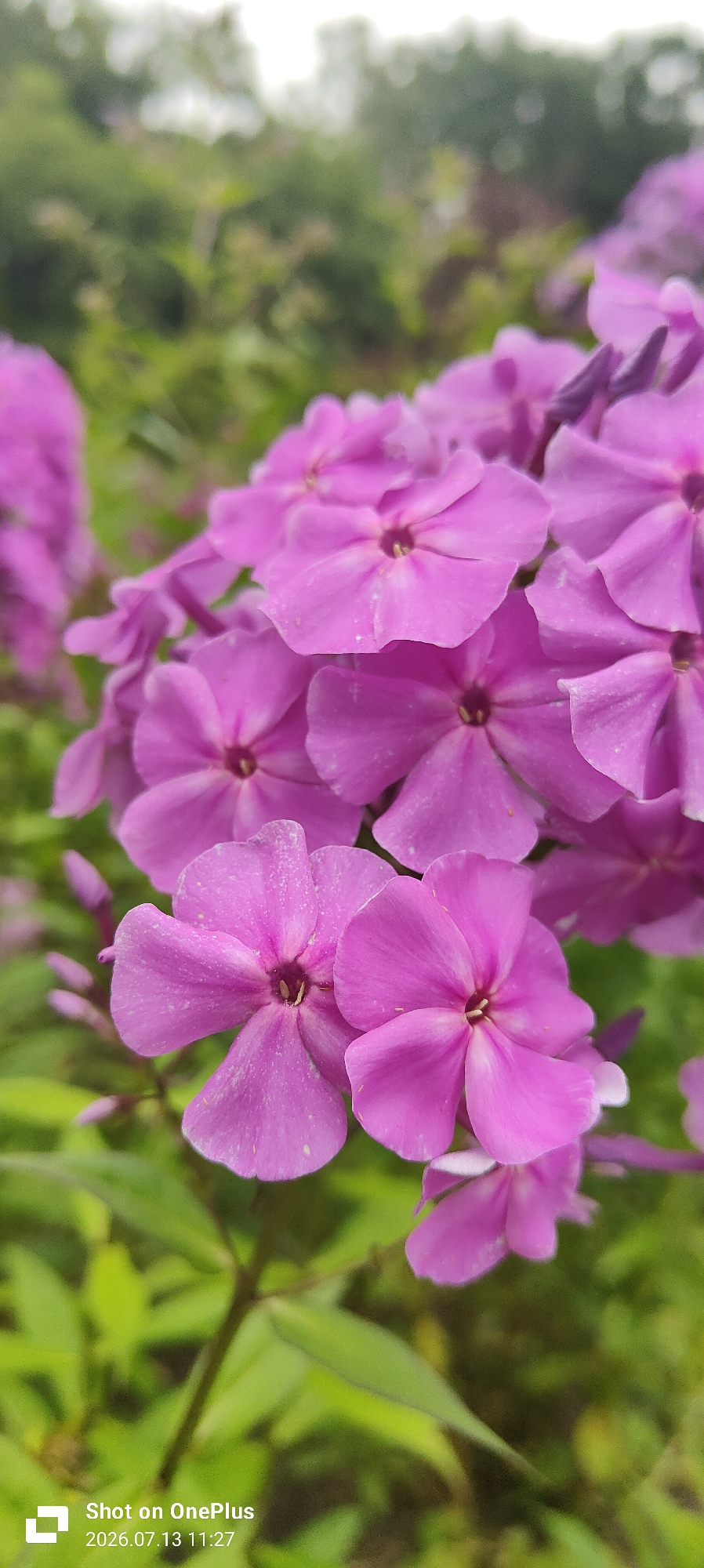 The image is a close-up, vertical, eye-level shot of a cluster of bright pink phlox flowers in bloom. The flowers are the primary subject, with their petals detailed and slightly textured. In the foreground, several blooms are in sharp focus, showcasing their five-petaled structure and central dark pink or purplish eye. Towards the background, more flowers and some unopened buds are visible, rendered in softer focus. The background consists of blurred green foliage, suggesting an outdoor garden setting. A small portion of the bottom right corner shows a watermark that reads "Shot on OnePlus 2026.07.13 11:27". There are no people or animals present. The overall impression is of a vibrant, natural scene. The image does not contain any specific landmarks or details that would indicate its location within Kaliningrad, Russia.