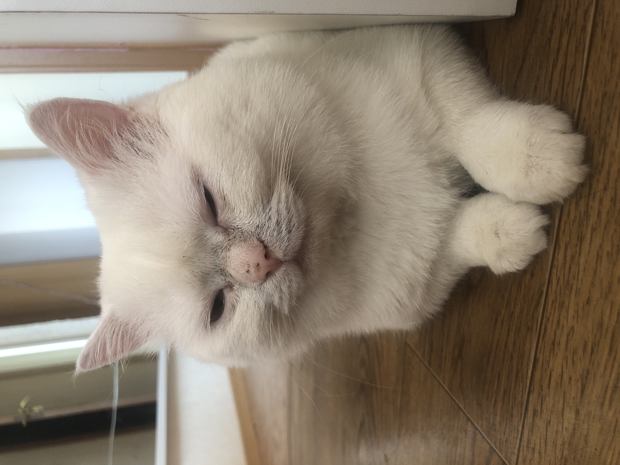 A white cat with pink nose and closed eyes is sitting on a wooden floor. The cat is looking down with its paws crossed in front of it. The background is out of focus and appears to be an indoor setting.