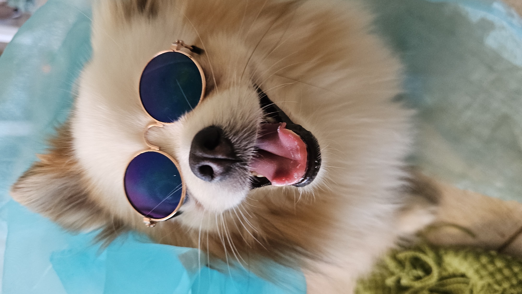 A close-up, vertical, eye-level shot captures a fluffy, light-brown and white Pomeranian dog wearing small, round, gold-rimmed sunglasses with blue lenses. The dog's mouth is open, its pink tongue visible, and it appears to be panting or smiling. The dog's ears are visible, one perked up. The background is a soft, blurred turquoise material, possibly fabric or paper. In the lower left corner, a blurred green knitted object is visible. The image appears to be taken indoors, with natural lighting. The location of Baan Chaweng, Thailand, is not discernible from the visual information in the image.