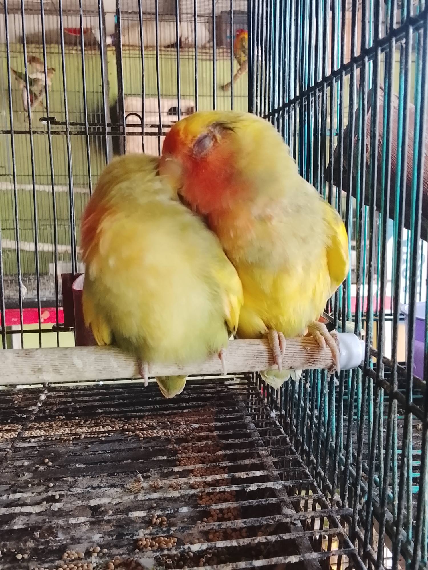 Two lovebirds, one with a yellow body and an orange/red head and the other primarily yellow and green, are perched side-by-side on a wooden dowel inside a metal birdcage. The bird on the right has its eyes closed, possibly sleeping or resting, and is pressed close to the other bird. The cage floor is covered with small seeds and appears to be somewhat dirty. In the background, through the cage bars, other birds can be seen in the distance, as well as some cage accessories. The scene is indoors, likely in a home or aviary in Kuta Trieng, Indonesia, given the context.