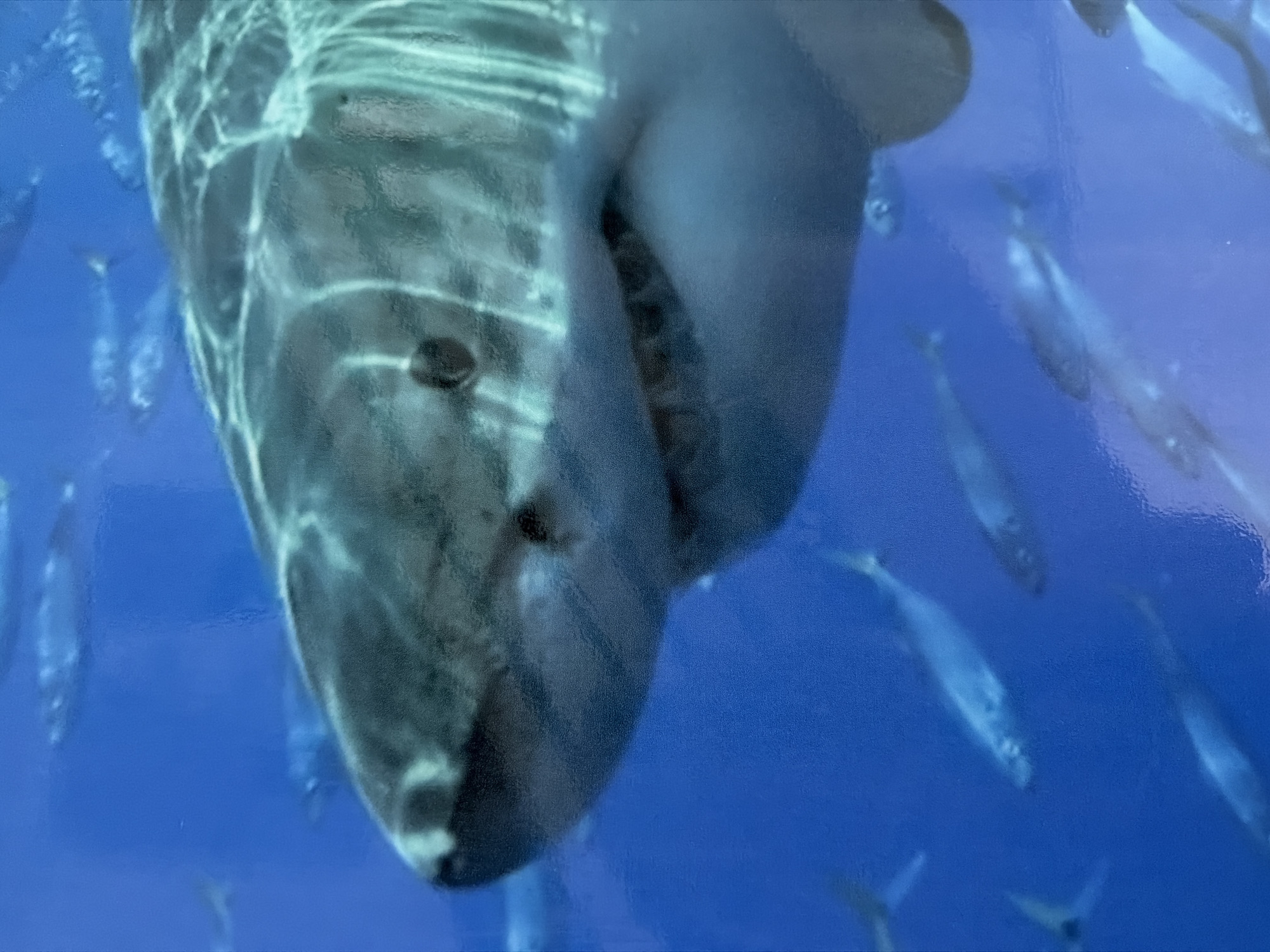 The image provides an immersive underwater view of a large marine animal, likely a whale shark, swimming gracefully towards the viewer. Captured from a low-angle perspective, the whale shark's broad, dark grey body, covered in distinctive white spots and subtle striped patterns, dominates the foreground. Rays of light and shimmering water surface reflections create intricate patterns across its skin. Its large, slightly agape mouth, characteristic of a filter feeder, is visible at the front of its blunt head.
Numerous smaller, slender fish, appearing as a school, swim around and in front of the whale shark, dispersed throughout the clear, vibrant blue water. The strong, consistent illumination suggests a well-lit environment, such as a large public aquarium tank, rather than the open ocean, especially given the distinct light patterns on the animal's back which are often seen when light passes through the water surface into an enclosed space. The scene evokes a sense of tranquility and awe for marine life. No text is visible in the image. Based on the provided context, the scene is associated with Davao City, Philippines, further supporting the possibility of an aquarium.
