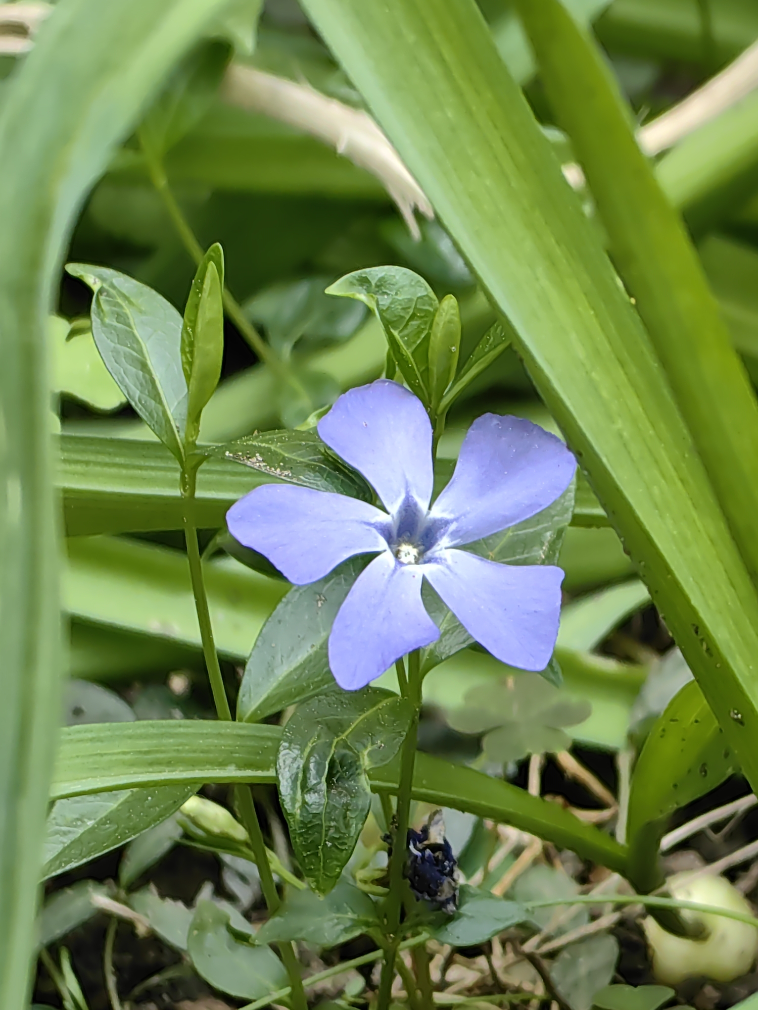 A single, light purple periwinkle flower with five petals is centered in the frame. The flower has a dark center with a white star shape. It is surrounded by green leaves of the periwinkle plant and broader, blade-like leaves of other plants, creating a dense foliage background. The ground is partially visible, with some soil and a few scattered leaves. There is an unidentifiable dark object at the bottom of the stem. Given the presence of periwinkle, a common garden plant, the scene is likely located in a garden or cultivated area within Votkinsk, Russia. There is no information about people or actions.