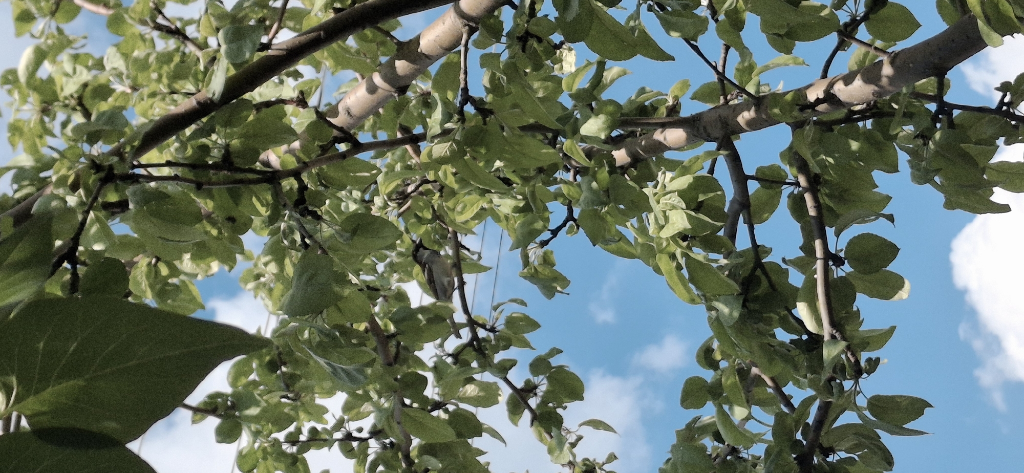 The image depicts a view looking up through the branches and leaves of a tree towards a blue sky with scattered white clouds. The branches are light brown and appear to be of a deciduous tree with green leaves. The leaves are dense, partially obscuring the sky.
The location cannot be determined from the image. There are no indications of the city of Писарёвка, Russia, or any discernible landmarks.