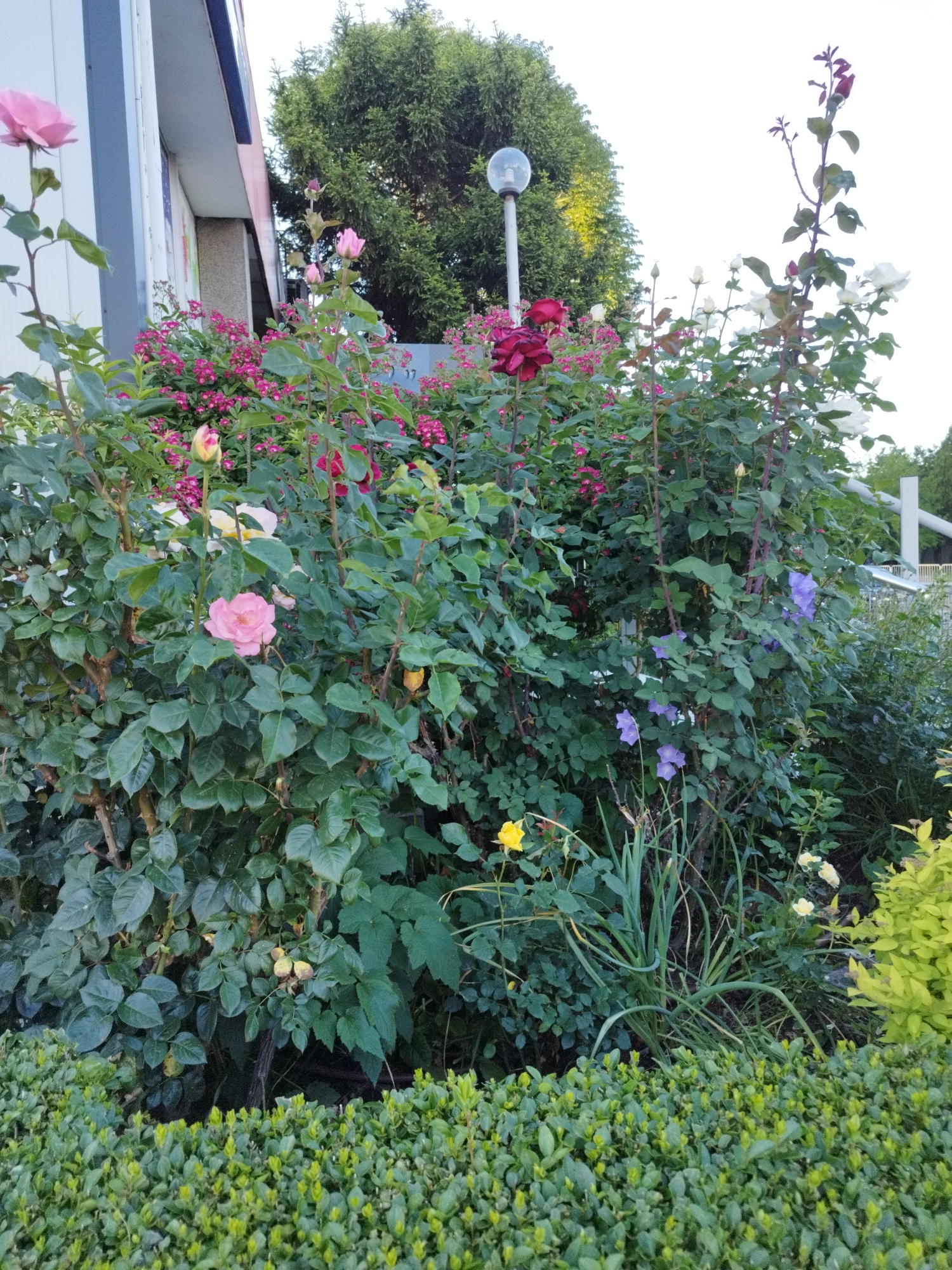 The image shows a lush garden in Sofia, Bulgaria. A dense hedge forms the foreground, with a variety of flowering plants rising behind it. Roses are prominent, with pink, red, white, and yellow blossoms visible. Purple bellflower-like flowers are also present. The plants are interspersed with green foliage of various textures. In the background, a streetlight is partially visible, and beyond that is a large green tree. The corner of a building is visible to the left, near the roses. Overall, the scene appears to be a well-maintained urban garden.