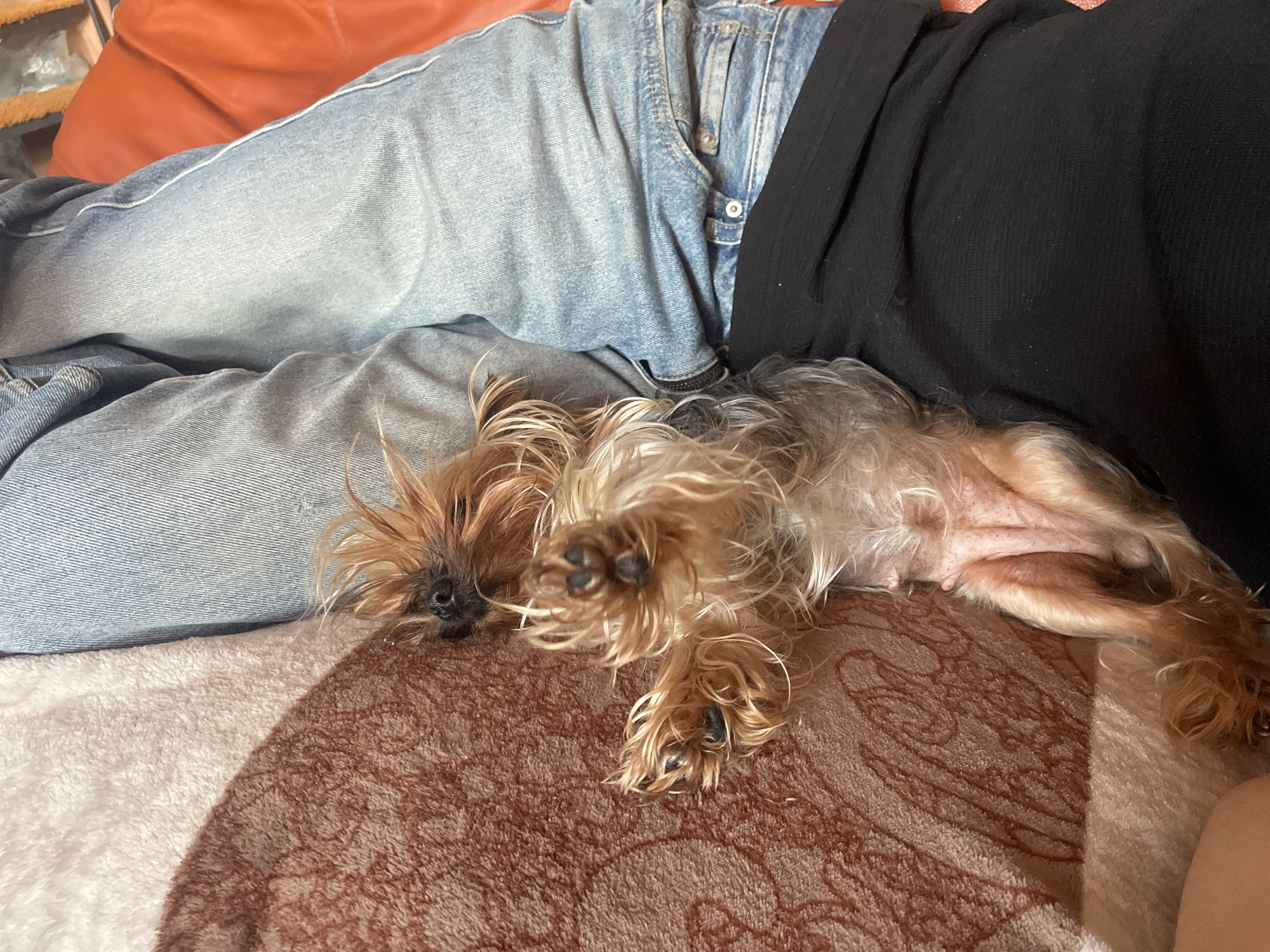 An indoor close-up shot captures a small, long-haired dog, resembling a Yorkshire Terrier, resting on its back on a patterned brown blanket. The dog's fur displays a mix of brown, black, and light blonde/grey tones, appearing ruffled, suggesting it is deeply relaxed or asleep. Its dark snout and visible paw pads are prominent.
The dog is positioned near a person, partially visible, who is wearing light blue denim jeans and a black top. The person's legs and lower torso are seen, indicating they are in a reclined or relaxed posture. An orange cushion or pillow is visible behind the person's legs.
The scene conveys a peaceful and comfortable atmosphere, likely within a home in Burgas, Bulgaria. The dog appears completely at ease, snuggled close to the person, highlighting a moment of quiet companionship. The indoor lighting does not provide specific clues about the time of day. No text is visible in the image.