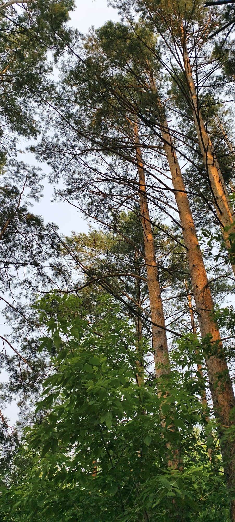 The image depicts a low-angle view of tall pine trees reaching towards a hazy sky. The pine needles are dark green, and the trunks are a light brown, some with orange hues due to the sunlight. There are also some leafy green branches in the foreground, obscuring parts of the pine trees and the sky. The overall impression is of a forest or a park area. The image is a vertical, full-shot photograph. There are no people or animals visible in the image. The context suggests this could be a natural setting within or near the city of Krasnoyarsk, Russia, likely a park or a wooded area.