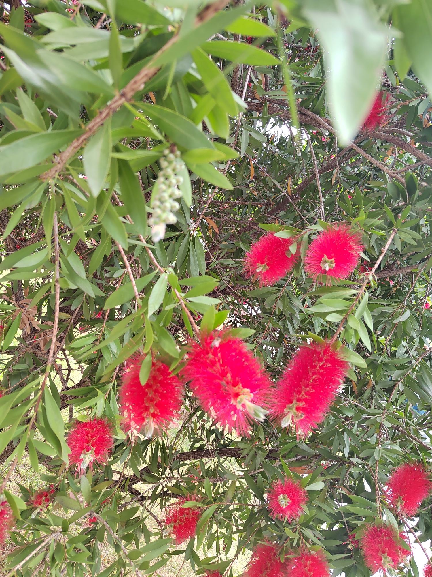 The image shows a Callistemon plant, commonly known as a bottlebrush, in full bloom. The distinctive red, brush-like flowers are prominent, contrasting with the green leaves of the plant. The photo appears to be taken from a close-up, upward angle, capturing the branches and foliage. Based on the likely presence of Callistemon plants in urban green spaces, the scene is plausible for the city of Podgorica, Montenegro. No people are visible.
