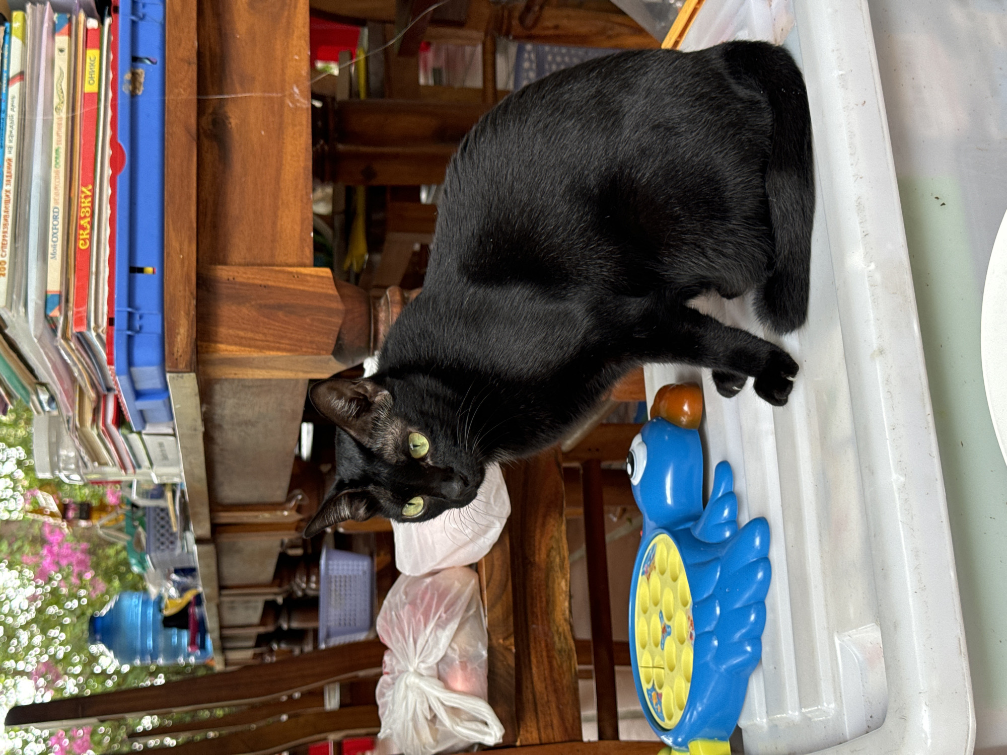 A black cat rests on a white plastic bin next to a blue bird toy with yellow accents. The bin is situated on a wooden table or stand. In the background, there are books stacked to the left and a water bottle visible, alongside a glimpse of outdoor foliage with pink flowers. A plastic bag sits near the cat and toy. This photo was taken in Mũi Né, Vietnam.