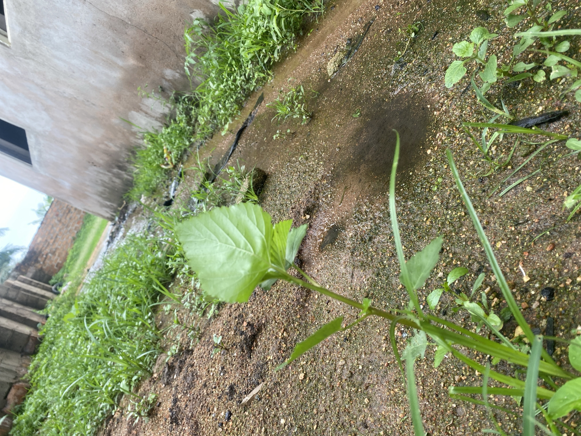 A close-up, low-angle shot captures a narrow, muddy drainage channel running alongside a textured, light-colored concrete wall. The channel, filled with shallow water and mud, is lined with lush green grass and small plants. A prominent bright green plant with a large leaf stands in the foreground, partially obscuring the channel. In the background, more dense vegetation lines the area, leading towards structures made of bricks and concrete pillars. The overall scene depicts an outdoor, somewhat overgrown urban environment, possibly a residential or construction area in Jauro Yinu, Nigeria, after rainfall, given the wet ground and standing water.
