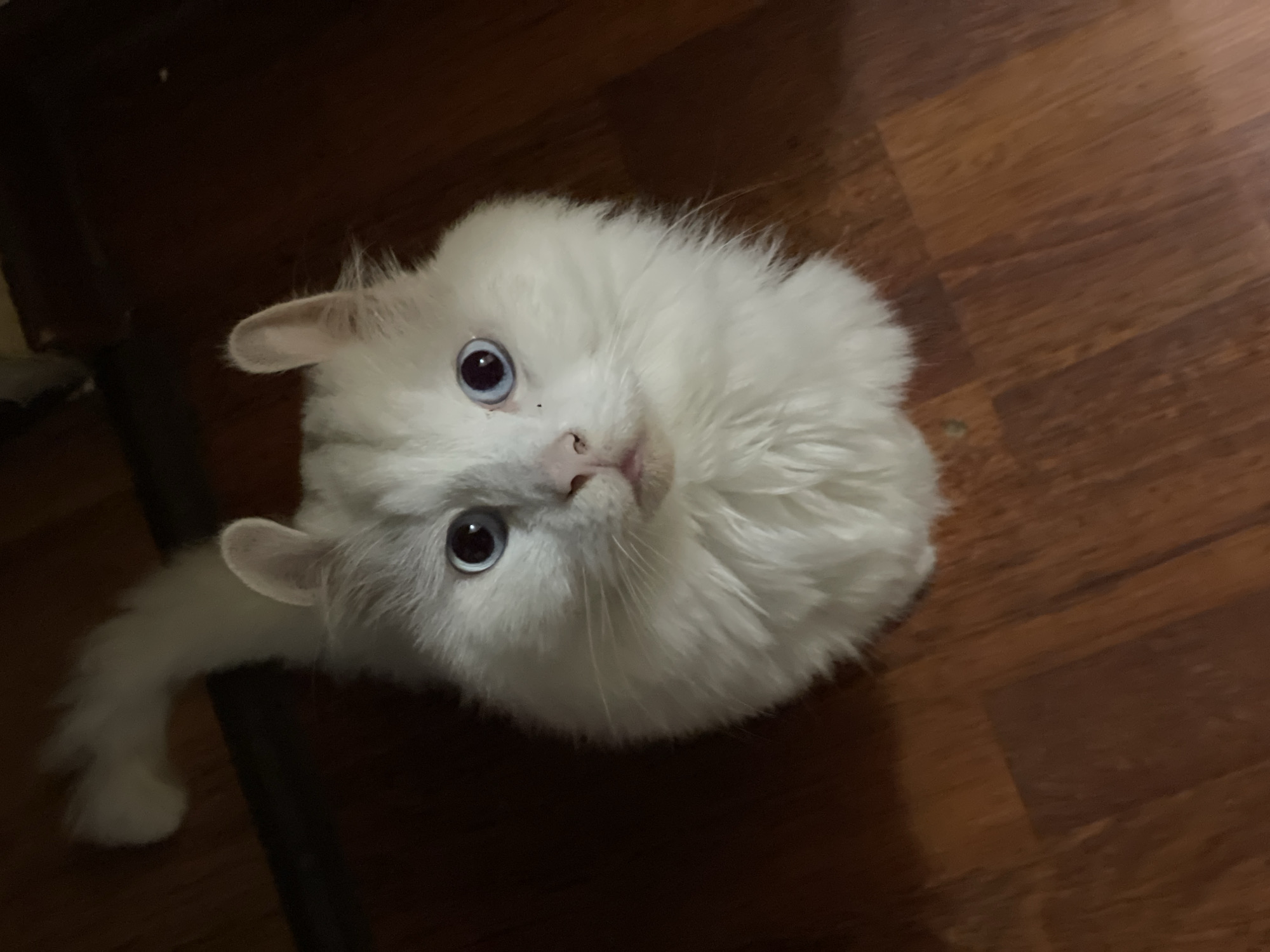A white cat with blue eyes and curled ears sits on a wooden floor. The cat's tail is curled upwards. The background is dark. The image appears to be taken indoors. There is no visible information that would indicate the location in the city of Aktau, Kazakhstan.