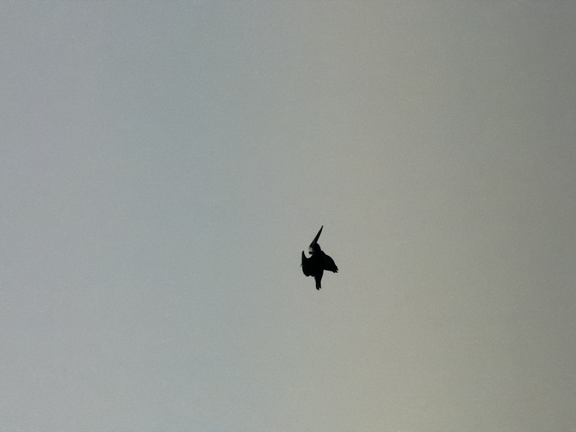 A single bird is visible, silhouetted against a pale, overcast sky. Its body appears to be oriented downward, possibly in a dive or descent. The setting appears to be a uniformly lit sky without any discernible background elements, so it's impossible to ascertain the location or any city information.