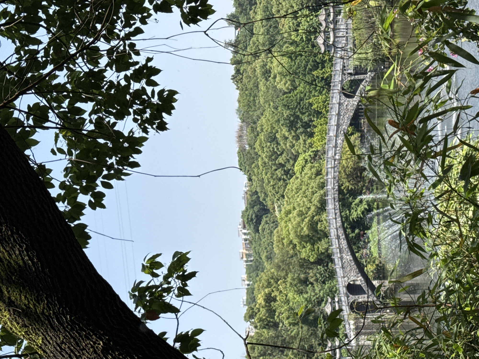 The image depicts a stone bridge in a wooded area in the Jiulongpo District of Chongqing, China. The bridge arches across a body of water, likely a small river or pond, with a water feature cascading near the bridge. Lush green trees cover the hillside in the background, and the foreground is framed by the trunk and branches of a large tree, as well as other vegetation. The sky is visible between the trees and is a clear, light blue. The image is rotated 90 degrees to the right, making the scene appear sideways.