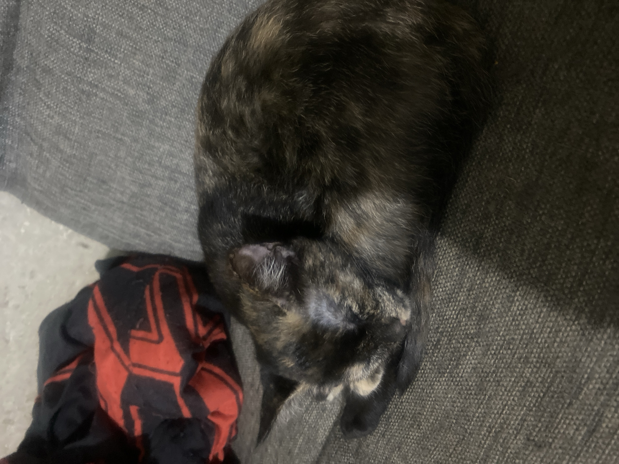 A tortoiseshell cat is curled up asleep on a grey couch. To the left of the cat, a red and black patterned fabric is visible. The scene appears to be indoors. There is no information to indicate this image is located in the city of Samara, Russia.