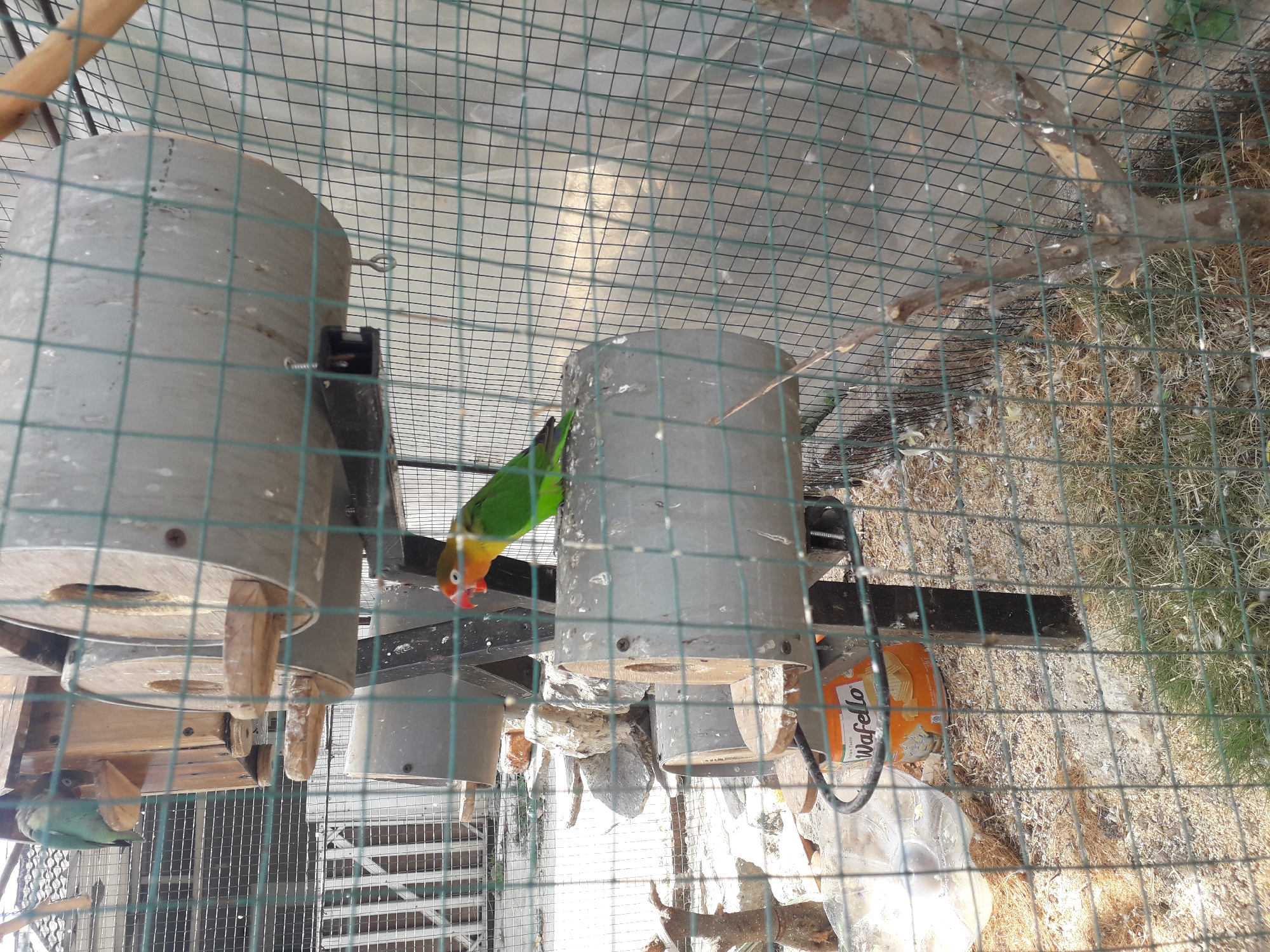 The image shows a close-up view of a bird cage containing two lovebirds. One lovebird, with green and yellow plumage and an orange face, is perched on a cylindrical nesting box. The other lovebird, primarily green, is visible in the background, perched on a wooden structure above and to the left. The cage is made of green metal mesh. The nesting boxes appear to be made of a grey, cylindrical material with wooden entrances. A container labeled "Wafello" is visible hanging from the cage structure. The ground inside the cage is covered with wood shavings and some dry grass. The background suggests an outdoor setting with a fence and possibly some vegetation. The location is identified as Cankuang, Indonesia, although no specific landmarks within the city are visible.