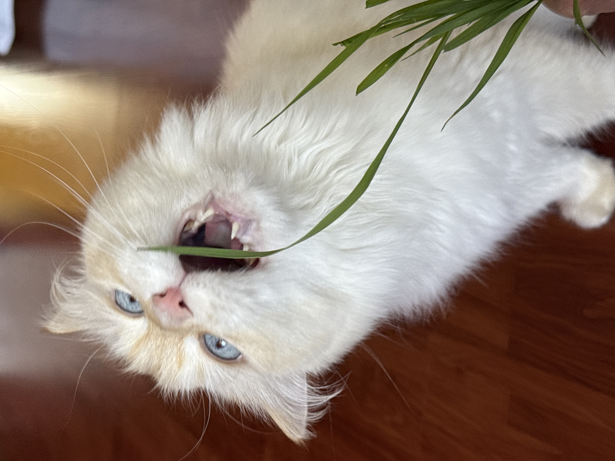 A captivating close-up image features a fluffy, white cat with striking light blue eyes actively engaging with a bunch of fresh green grass. The cat is playfully positioned, appearing upside down within the frame, its head towards the bottom-left corner and its body extending diagonally upwards. Its mouth is wide open, showcasing sharp teeth and pink gums, as it bites down on a blade of grass held just out of frame by a human hand, barely visible at the top-right.
The cat's pristine white, long-haired fur is a dominant feature, complemented by subtle cream or light orange shading around its nose, chin, and ears, suggesting a possible Flame Point or Lynx Point breed. Its bright blue eyes are intensely focused on the grass, conveying a sense of playful determination. The background reveals a warm, reddish-brown wooden floor, providing a rich, contrasting backdrop to the cat's light fur. The scene is well-lit, typical of an indoor environment during daylight hours. The image captures a charming moment of a cat enjoying its grass, highlighting its natural instincts and adorable features. No text is visible in the media.