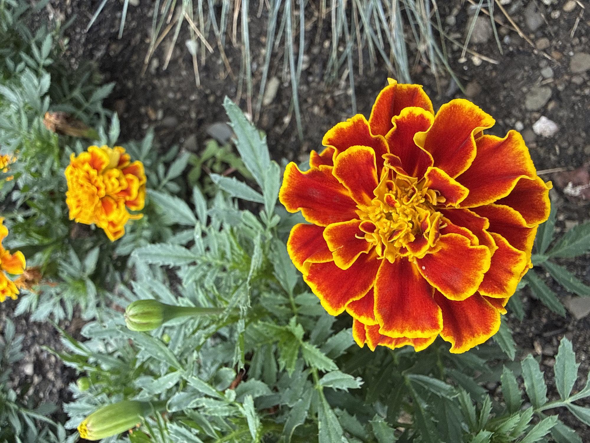 This is a close-up, high-angle, vertical shot of a vibrant orange and red marigold flower in bloom. The flower is in the foreground and takes up a significant portion of the frame. Its petals are ruffled and edged in yellow. Behind the blooming marigold, the green foliage of other marigold plants is visible, along with two unopened flower buds that are light green in color. In the background, the dark soil of a garden bed is visible, interspersed with some dry, straw-like grass. The scene appears to be an outdoor garden setting, possibly in Fairview Township, United States of America. There are no people or animals present in the image.