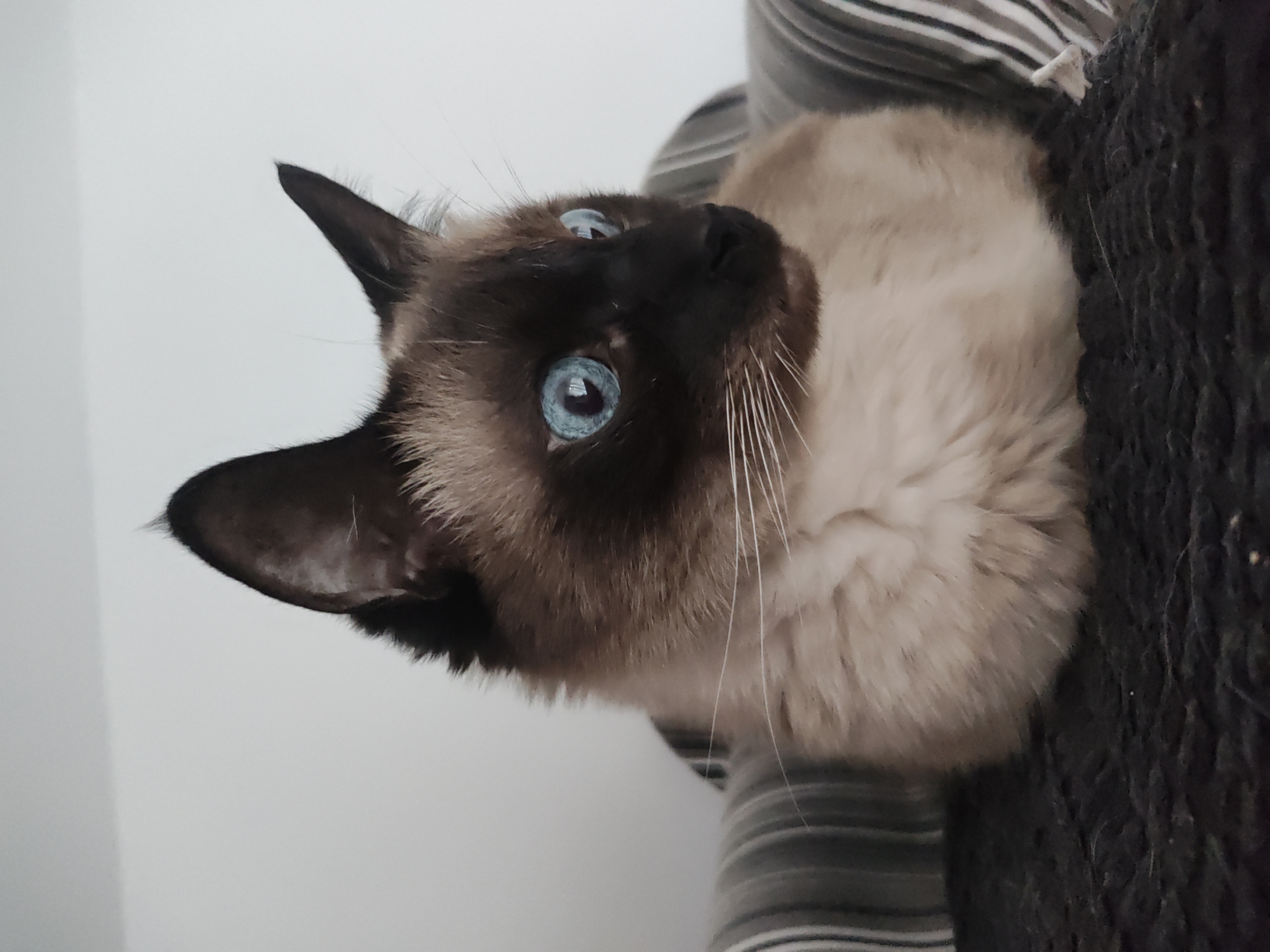 An indoor scene in Trebgast, Germany, depicts a Siamese-type cat with a cream-colored body and dark brown points on its face, ears, and extremities. The cat possesses distinctive bright blue eyes and prominent white whiskers. It is positioned in a loafing or resting posture within a cat bed, which features a dark grey or black textured base and striped fabric walls with vertical grey and white lines. The cat's head is turned to its right, and its gaze is directed off-frame. The background is a plain, light-colored wall, indicating an uncluttered environment.
