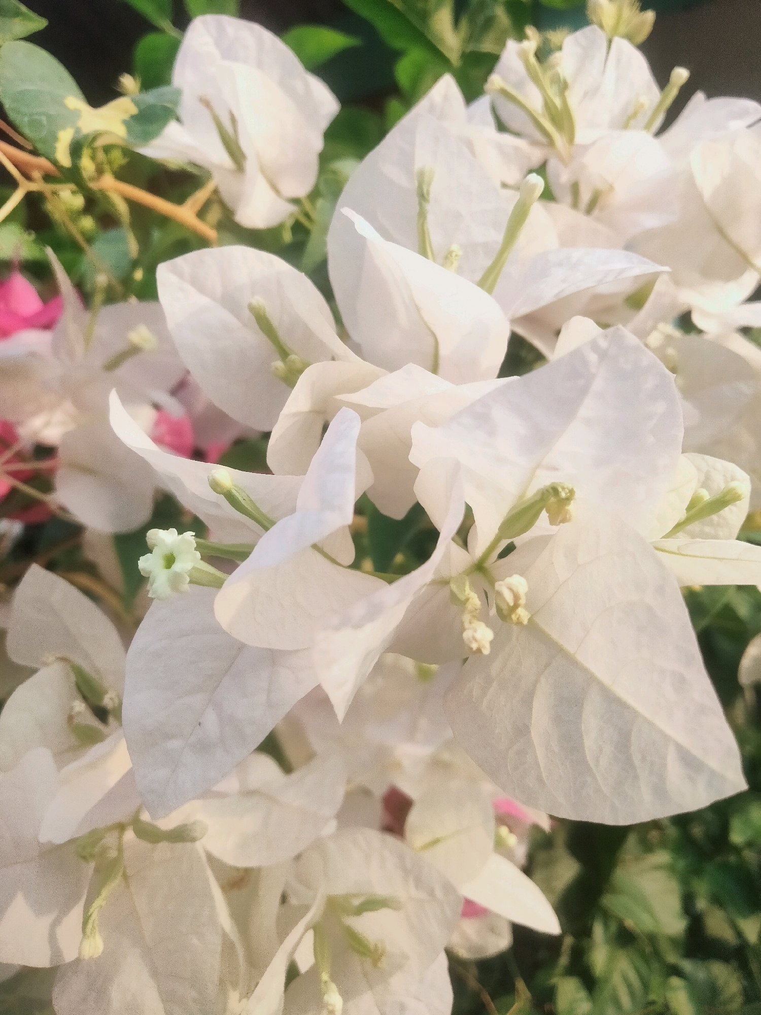 This is a close-up, vertically oriented photograph of a cluster of white bougainvillea flowers. The flowers are delicate and translucent, with thin petals that have visible veins. In the background, there are hints of green leaves and some blurred pink flowers. The lighting suggests it might be daytime, with soft light illuminating the white petals. The image appears to have been taken in a garden or outdoor setting, possibly in Tangerang, Indonesia, where bougainvillea is a common ornamental plant. There are no people or specific actions depicted, just the natural beauty of the flowers.
