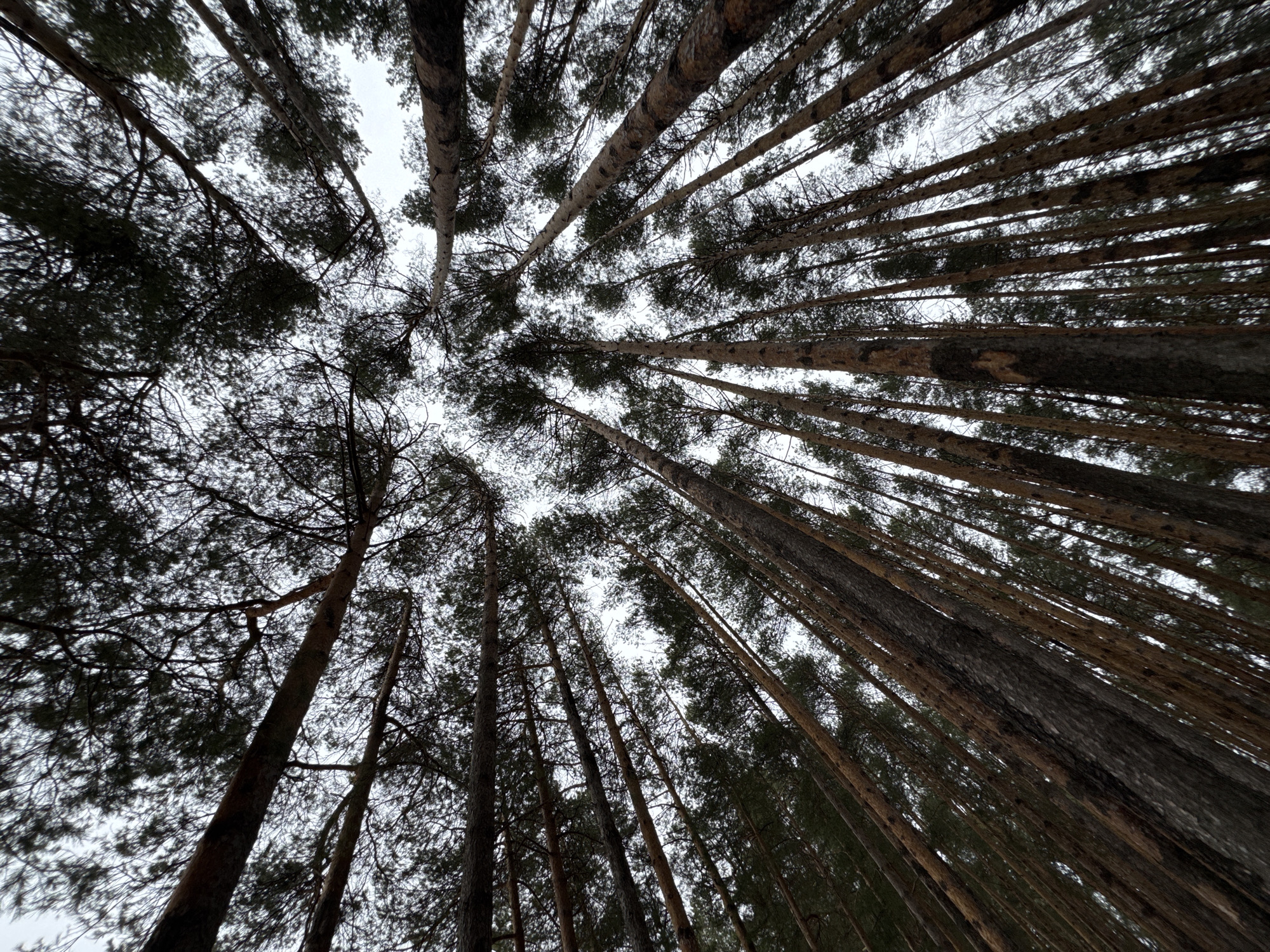 The image depicts a view looking upwards through a dense forest. The trees are tall and slender, with bare trunks visible. The canopy is thick, obscuring much of the sky. The light is diffused, suggesting an overcast day. The location is in the city of Chaikovsky, Russia.