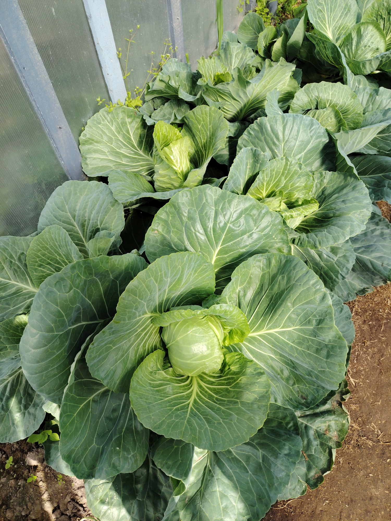 The image shows a close-up, overhead view of a row of several mature cabbage plants growing in a garden. The cabbages are large and healthy, with many dense, green leaves. Some of the cabbages are starting to form tight heads. The plants are arranged in a dense row, with their leaves overlapping. The ground beneath the cabbages is visible in some areas, showing dark soil. To the left of the cabbages is a structure with translucent panels and a light blue frame, possibly a greenhouse or cold frame. The scene suggests a rural or suburban garden setting within the village of Verchalishkaŭski sel'ski Savet, Belarus. There are no people visible in the image.