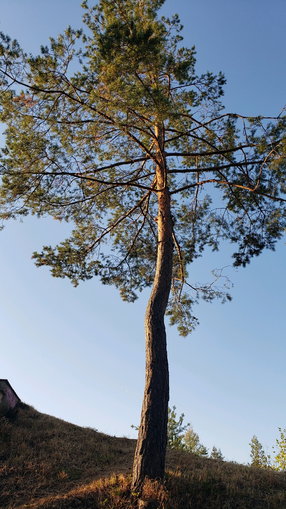 The image shows a tall, slender pine tree with a bent trunk, set against a clear blue sky. The tree's branches are spread wide, and its needles are a vibrant green. The trunk is textured with rough bark and illuminated by sunlight. The tree stands on a grassy slope, which is dry and covered in brown grass. In the foreground, the base of the tree is visible, with some exposed roots. In the background, other smaller trees and vegetation can be seen on the horizon. There is a hint of a concrete structure on the far left edge of the image, which could be part of a building or wall. The scene appears to be an outdoor natural setting, possibly a park or hillside area within the city of Prešov, Slovakia, given the context provided. No people are present in the image.