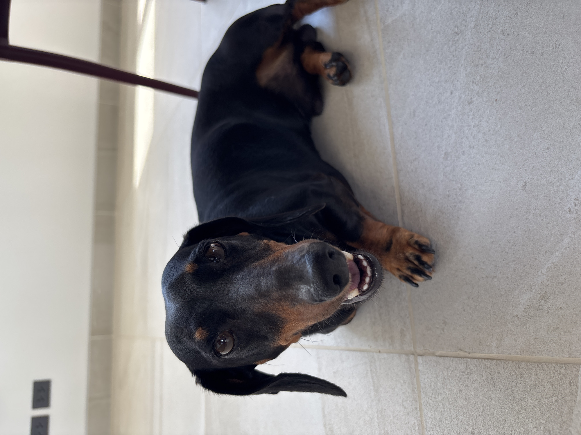 A black and brown dachshund is lying on its back on a light gray tiled floor. Its head is close to the camera, with its mouth slightly open, revealing its teeth. Its eyes are looking directly at the camera. A portion of a dark brown chair leg is visible in the upper left corner of the image. The location is Ban Bang Khao, Thailand.