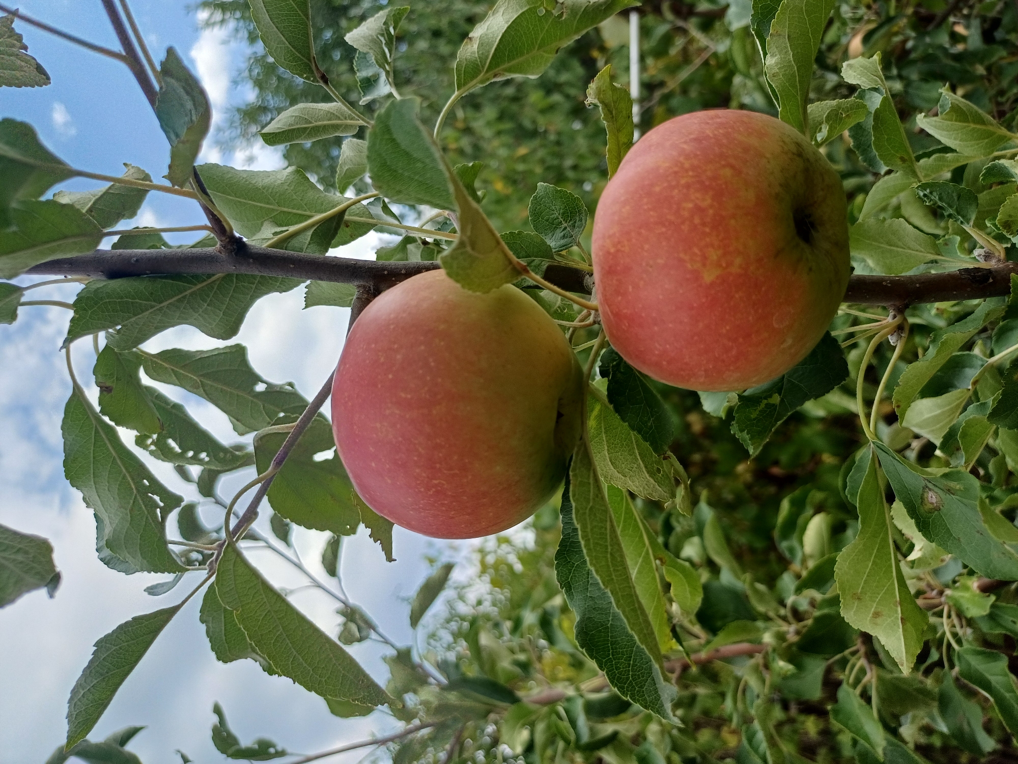 Two red apples hang from a tree branch, set against a backdrop of green leaves and a partly cloudy blue sky. The lower apple is closer to the camera, while the upper apple is slightly further away and partially obscured by leaves. The overall scene is a close-up of fruit growing on a tree.