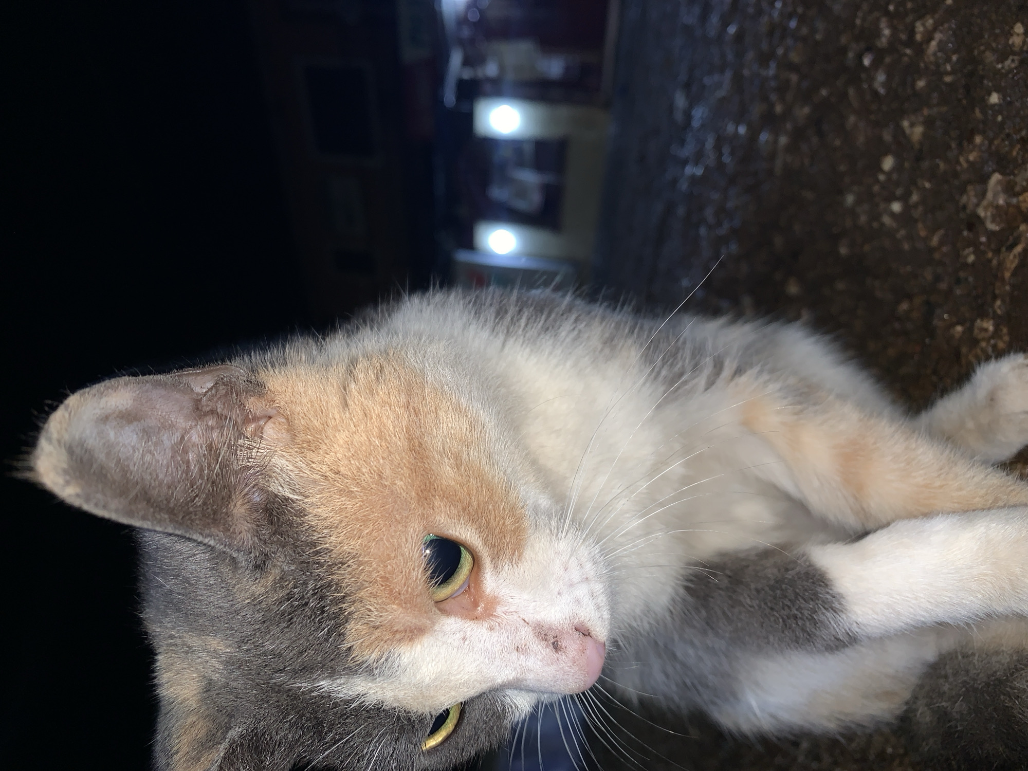 A calico cat is shown in close-up, with its head and upper body filling most of the frame. The cat is sitting on a dark, textured surface, possibly asphalt or gravel, with the background blurred and dark. The cat has patches of white, gray, orange, and black fur. Its eyes are a yellowish-green and appear to be looking down and to the left. The cat's nose is pink and appears slightly scuffed. The background shows some blurred lights and structures, suggesting an urban or semi-urban environment at night. No people are visible in the image. The setting is a dimly lit outdoor area in New Stadium, Nigeria.